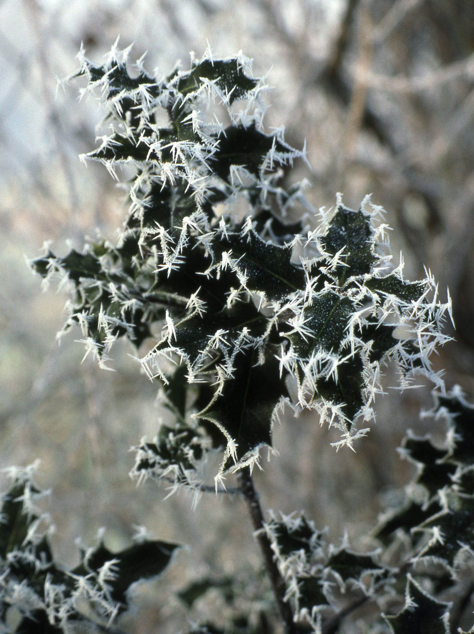 Holly stands for life in the bleak midwinter