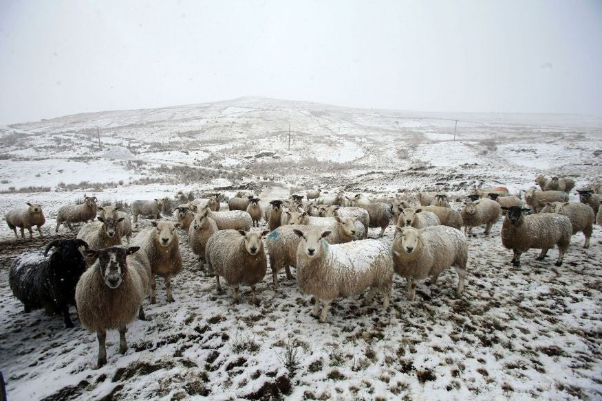 Sheep in snow, in the Glens of Antrim, Northern Ireland, on 28 January 2015