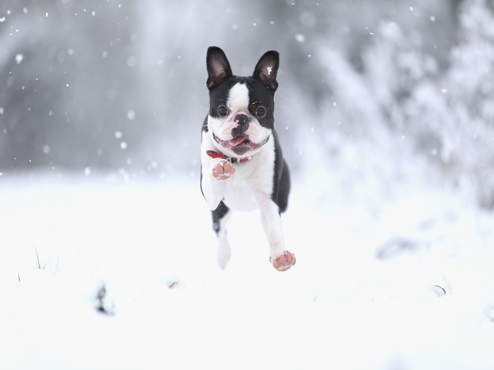 See the dogs of Winter Storm Juno. Getty Images.