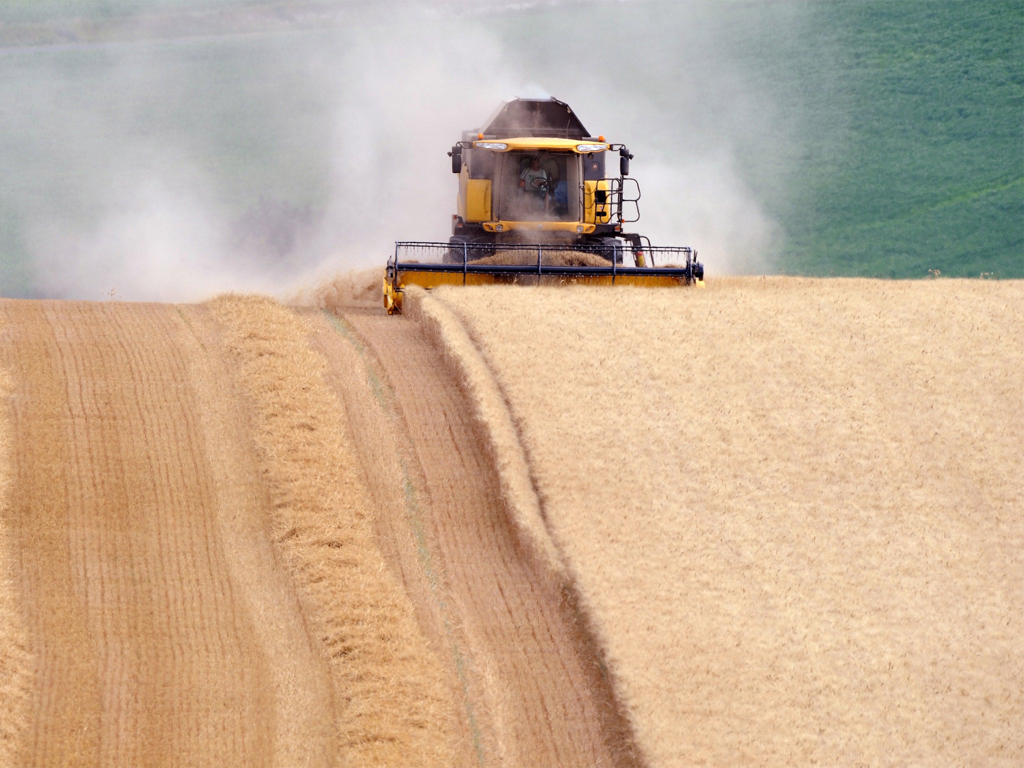 A French farmer harvests a wheat field in Civray-sur-Esves, central France. Wheat hit peak production in 2004