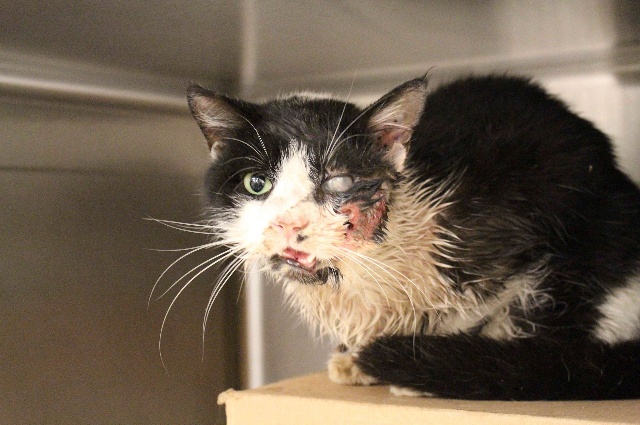 Bart was treated for a broken jaw, a ruptured eye and facial lacerations. He should recover in six weeks