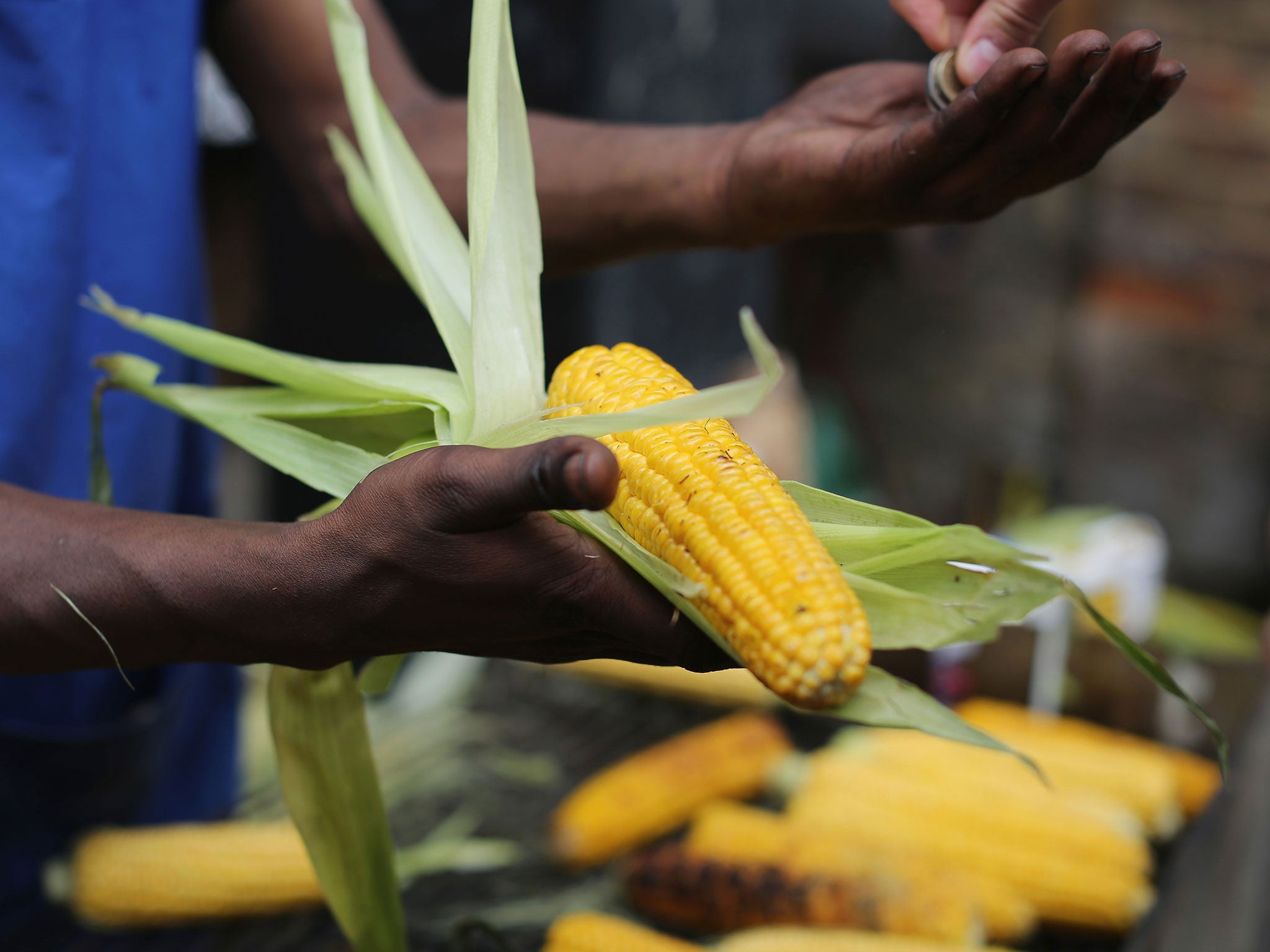 Maize can carry the harmful aflatoxins