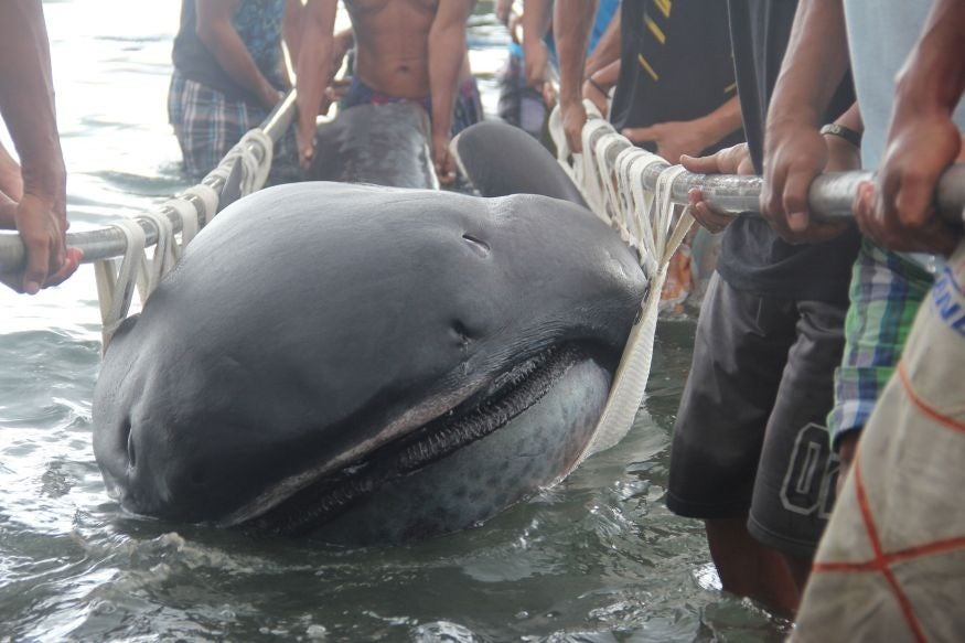 Fishermen use a stretcher with steels bars to carry a rare 15-foot (4.5m) megamouth shark