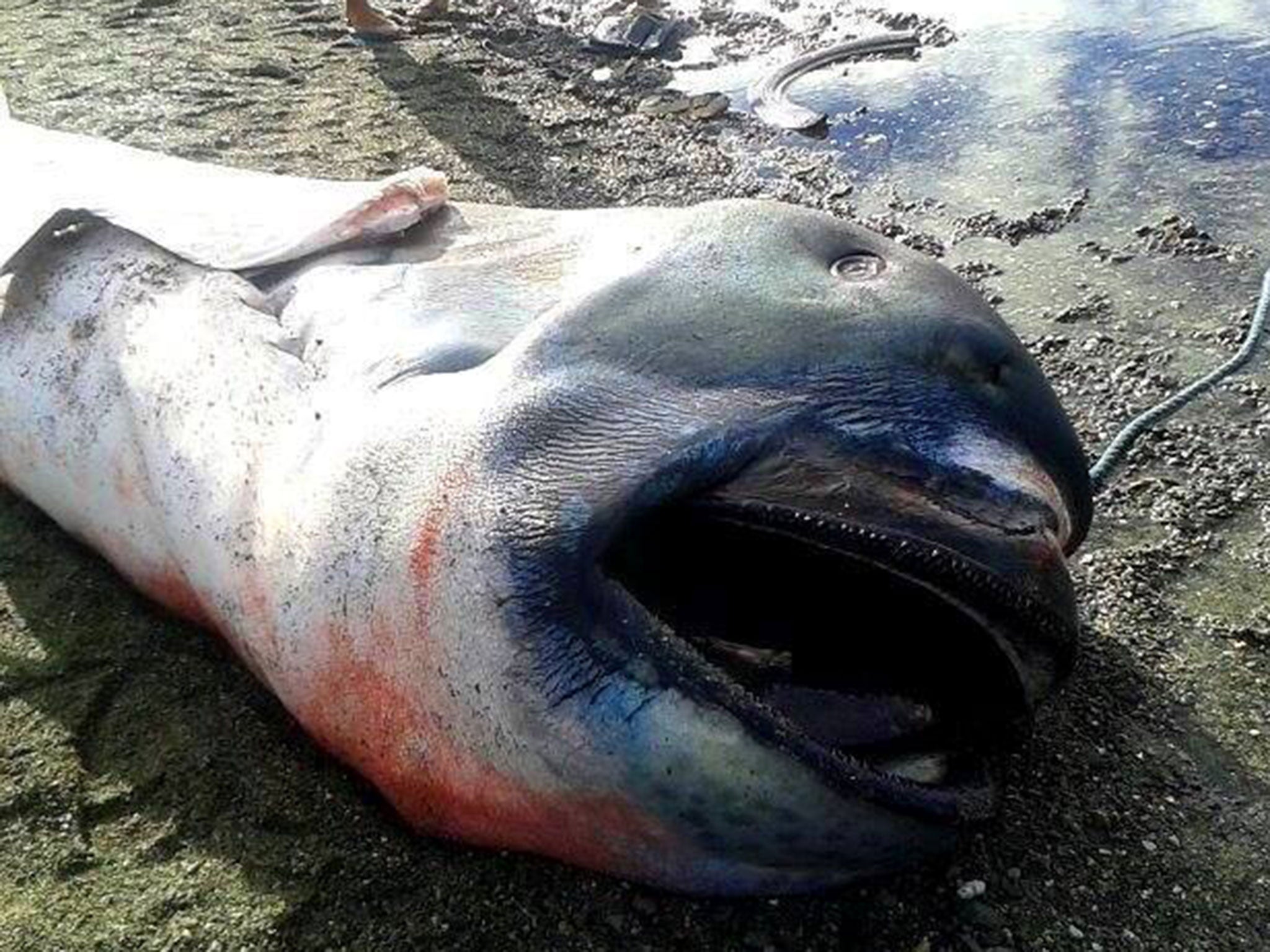 The megamouth was discovered in Pio Duran (pic: Bhing Guarin Espadero Saberola through Marine Wildlife Watch of the Philippines)