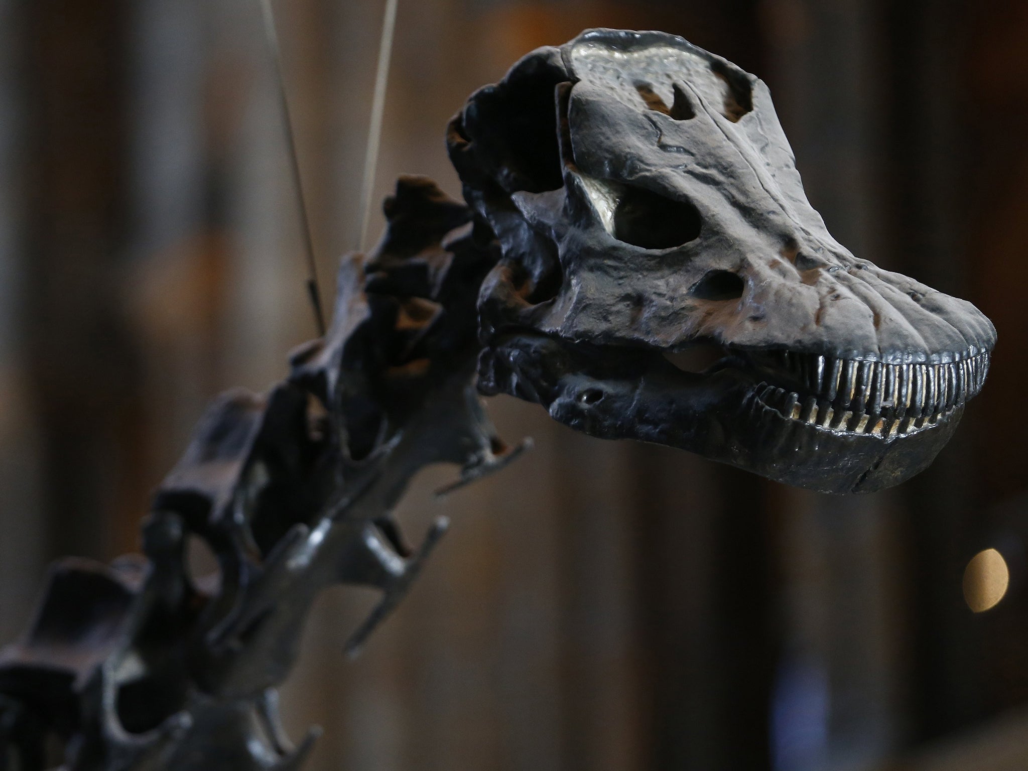 'Dippy' the moulded resin replica of a fossilised Diplodocus in the Natural History Museum