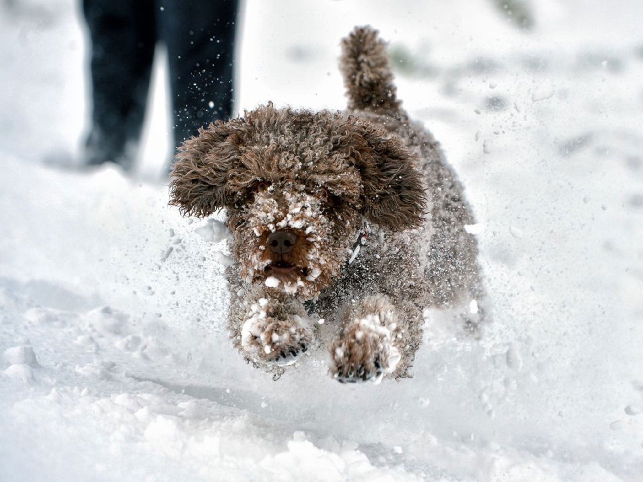 Hector, a Spanish Water Dog, chasing a ball in the snow in Belfast