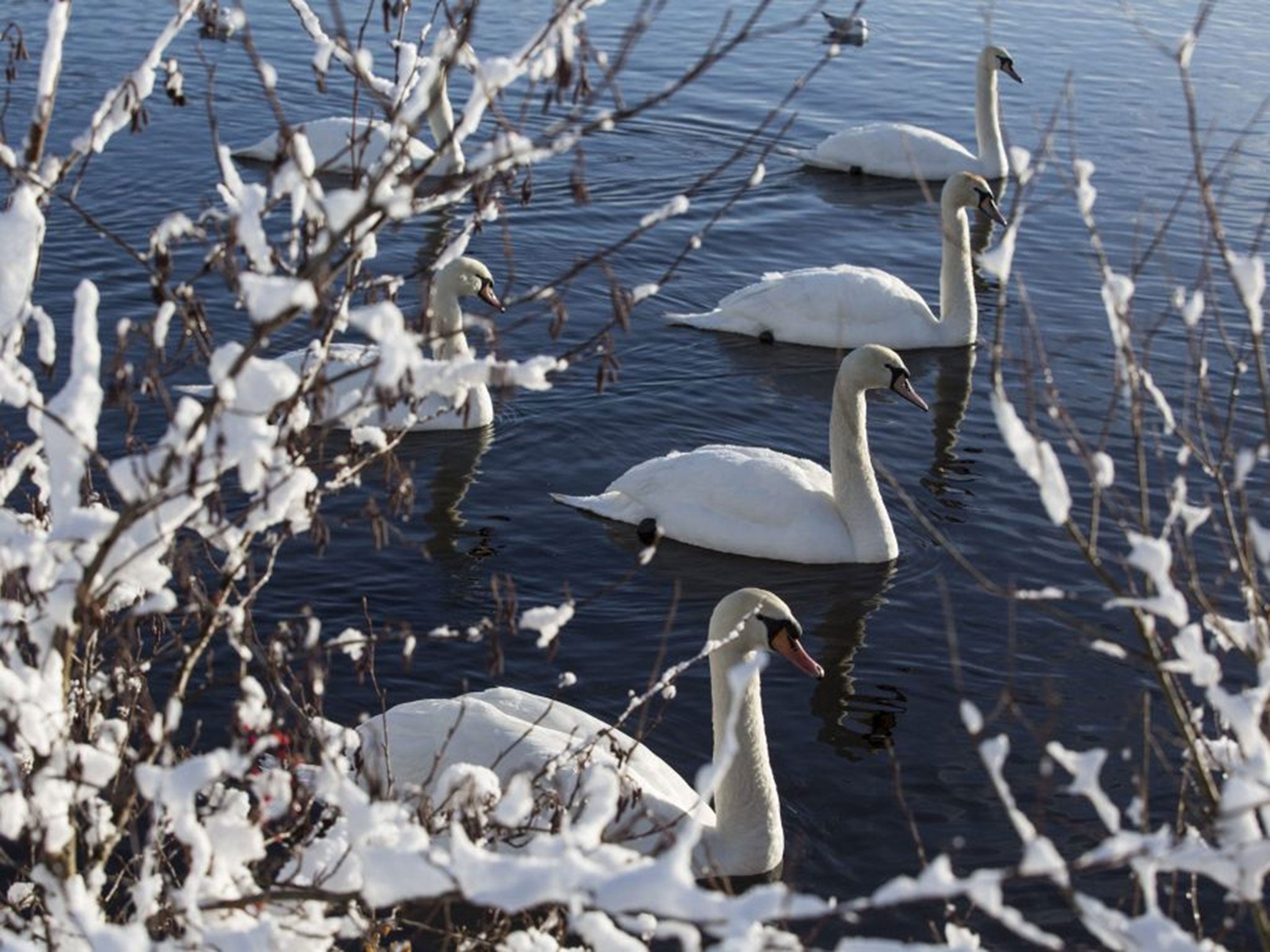 Swans in Drumpellier Park, Coatbridge, after heavy snowfall, near Glasgow, Scotland, 29 January 2015.