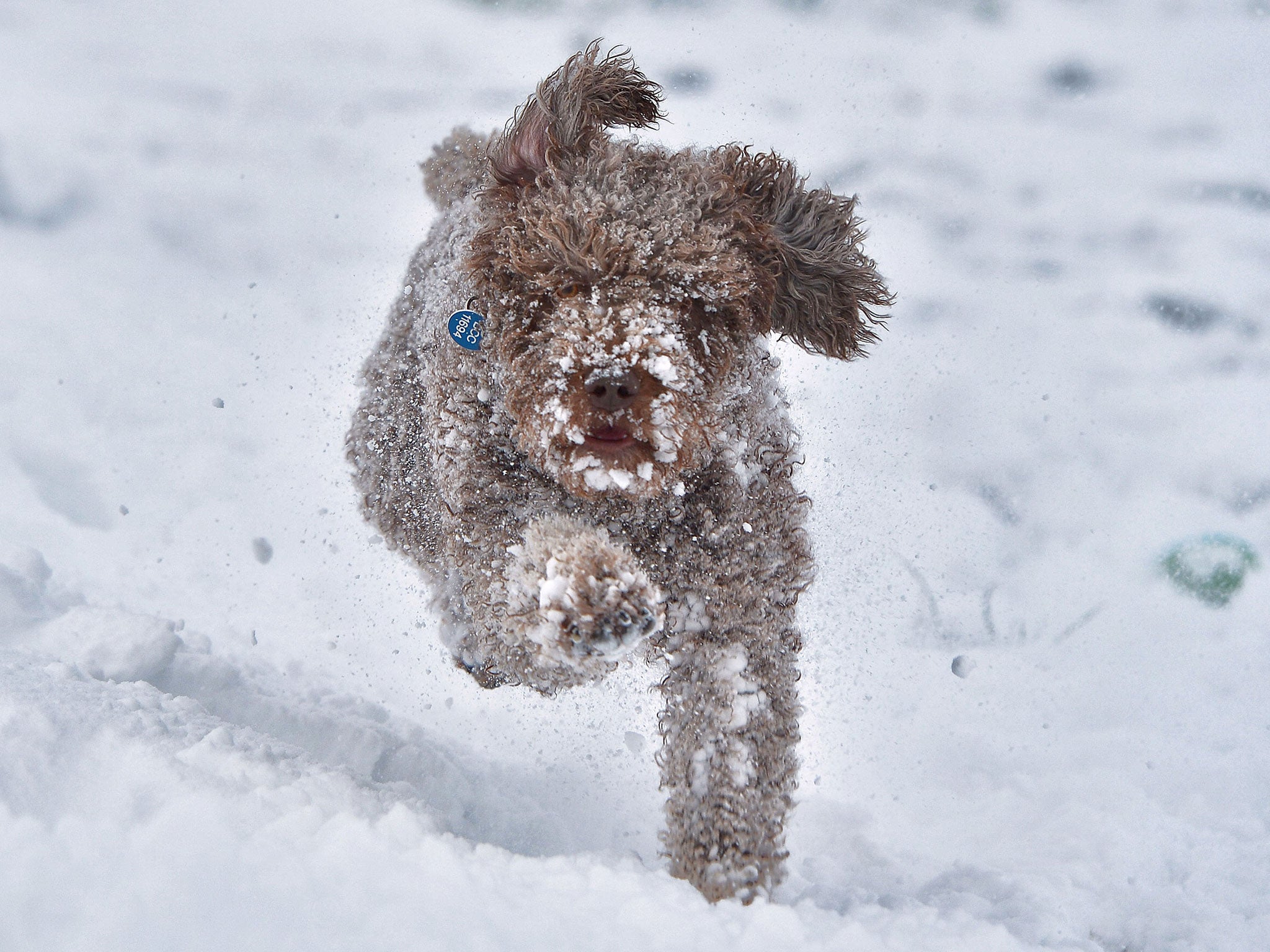 A dog chases a ball in a snow-covered Belfast