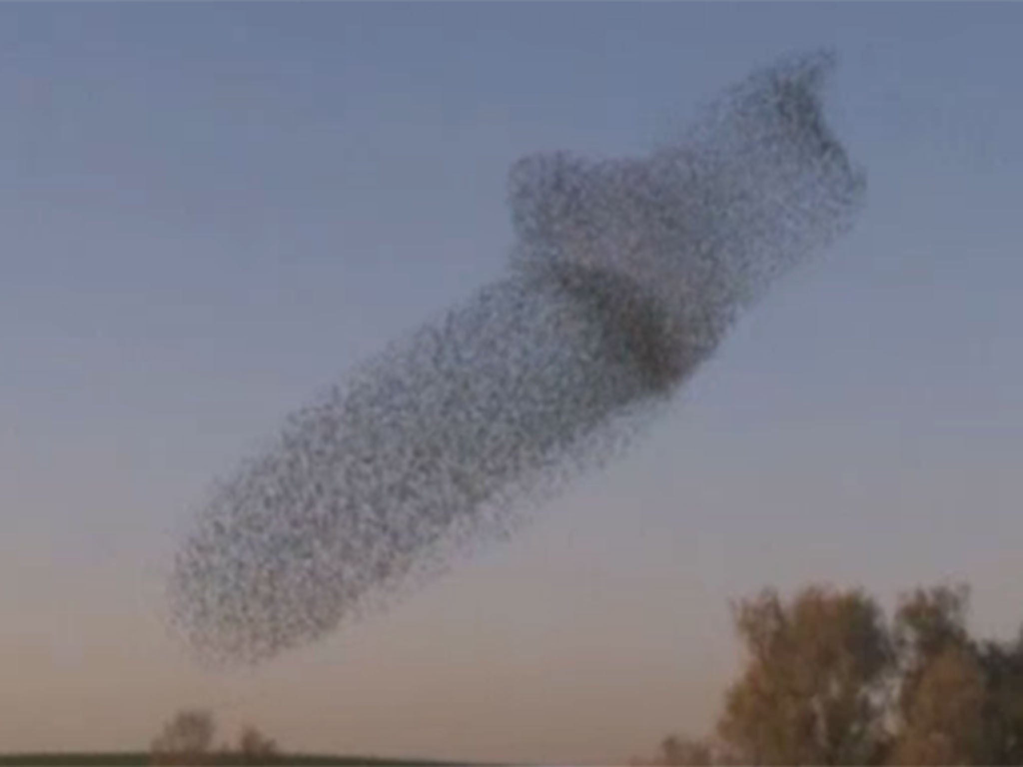 The murmuration occurred in the skies above Rahat, southern Israel