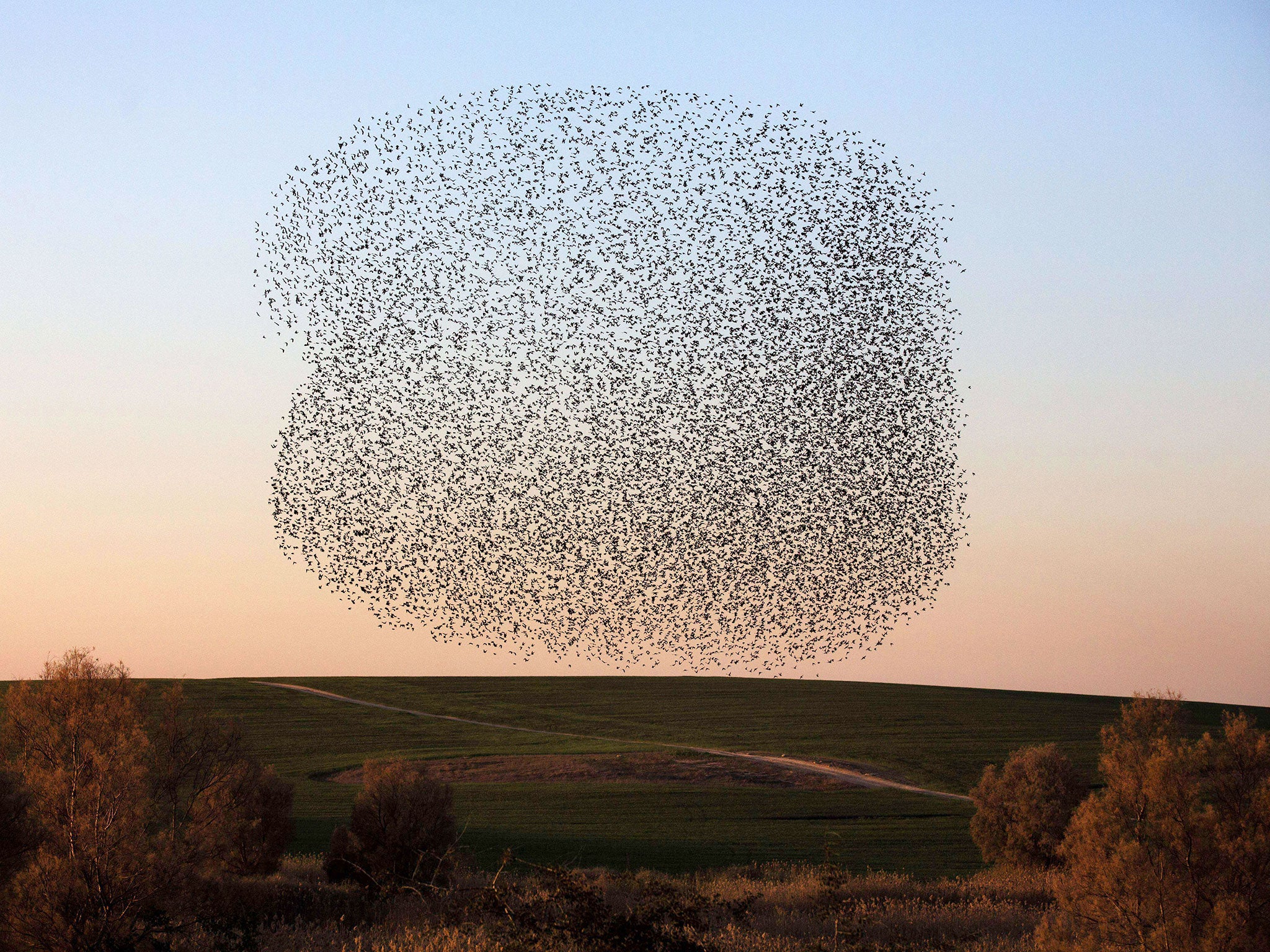 A flock of starlings is seen as they perform their traditional dance fly before landing to sleep during the sunset near the southern Arab Israeli city of Rahat, in the northern Israeli Negev desert