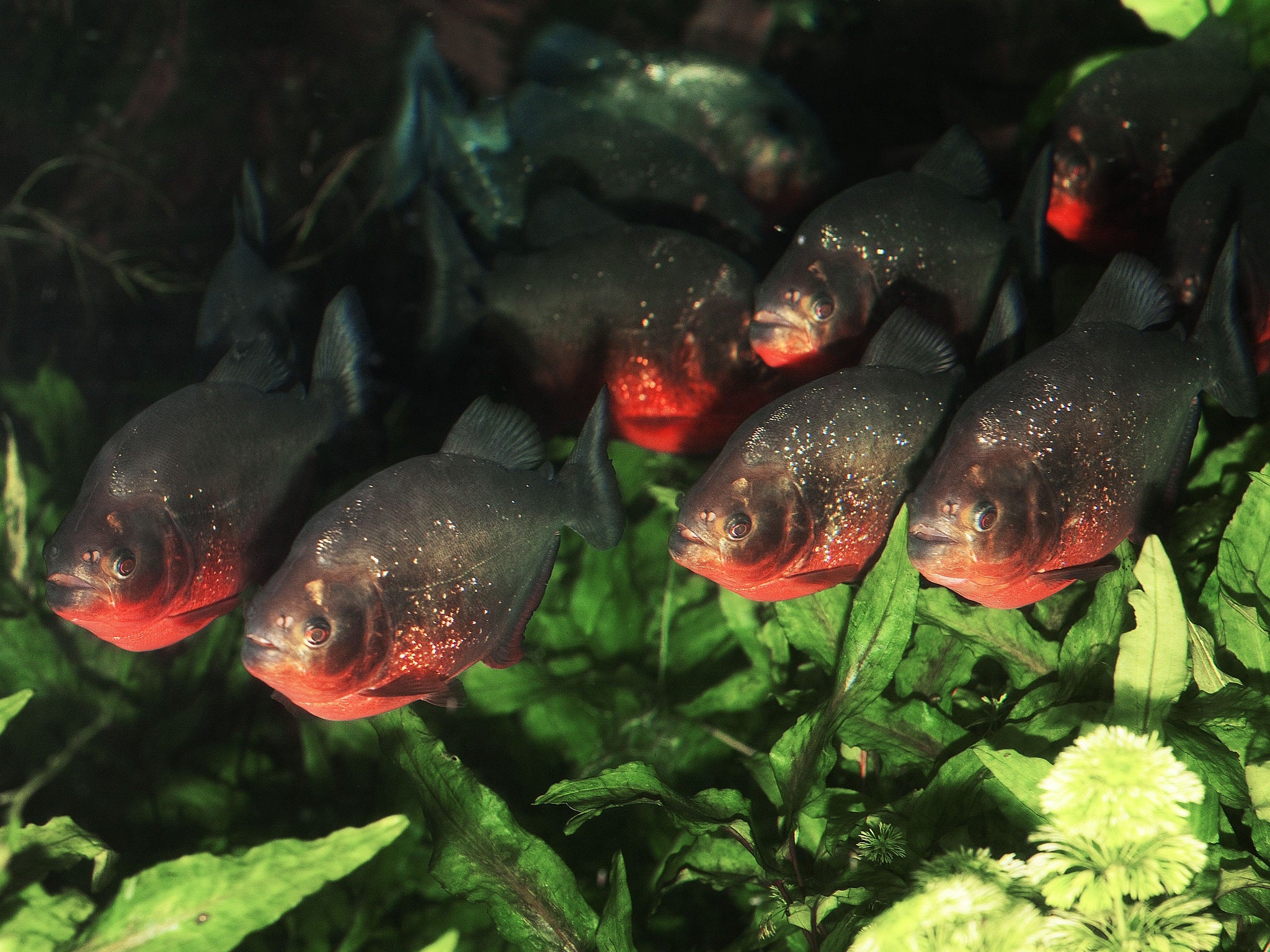 A shoal of red bellied piranha fish found in South America