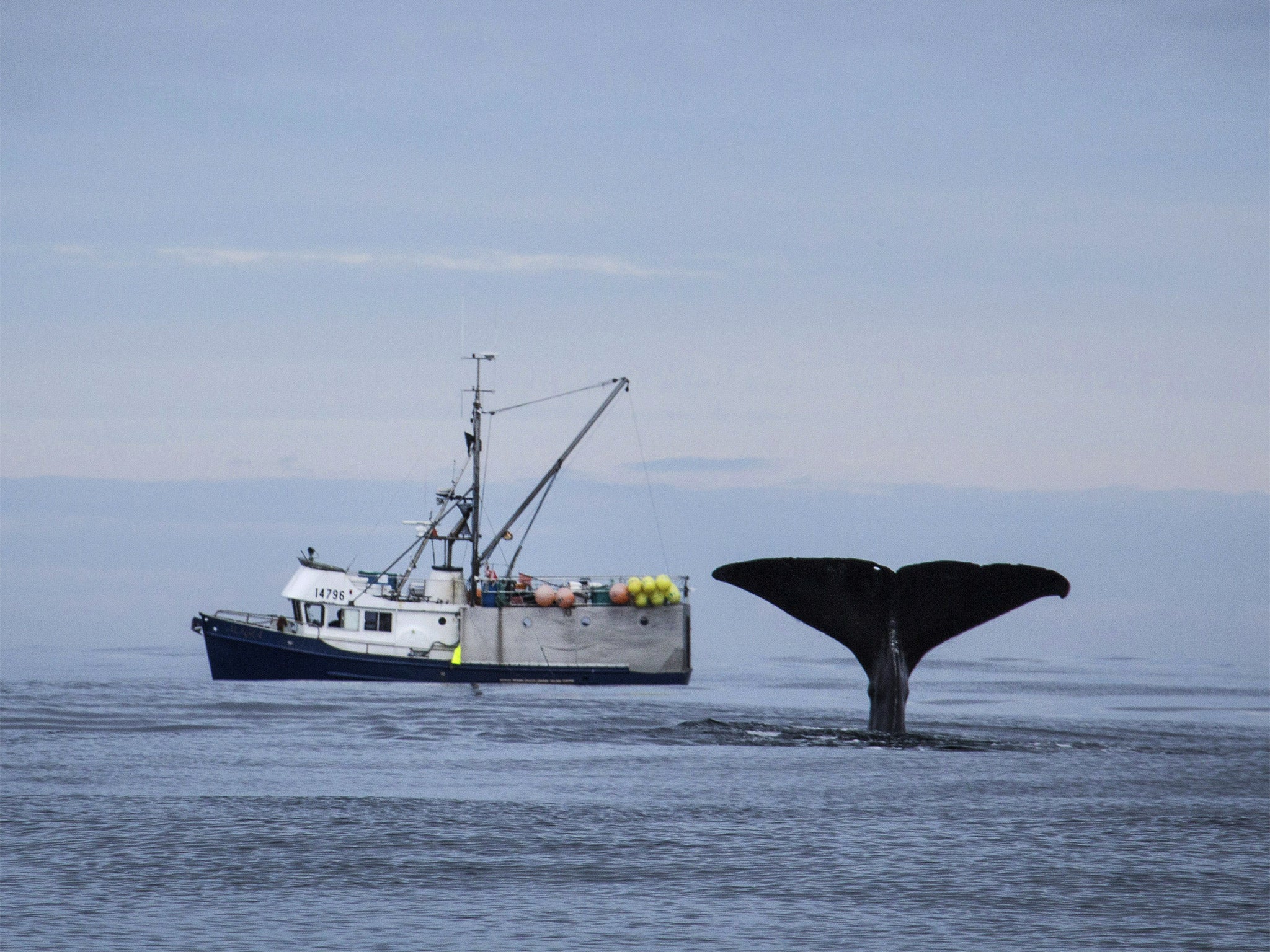 Making waves: 'Alaska: Earth's Frozen Kingdom'