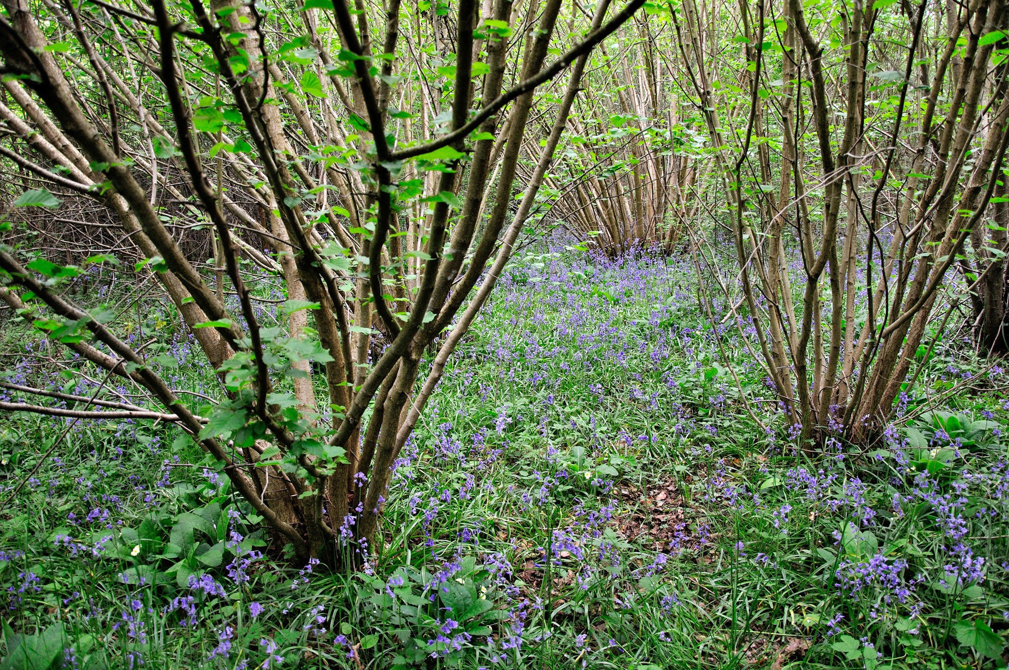 Bluebells amid coppiced hazel - an endlessly renewable resource