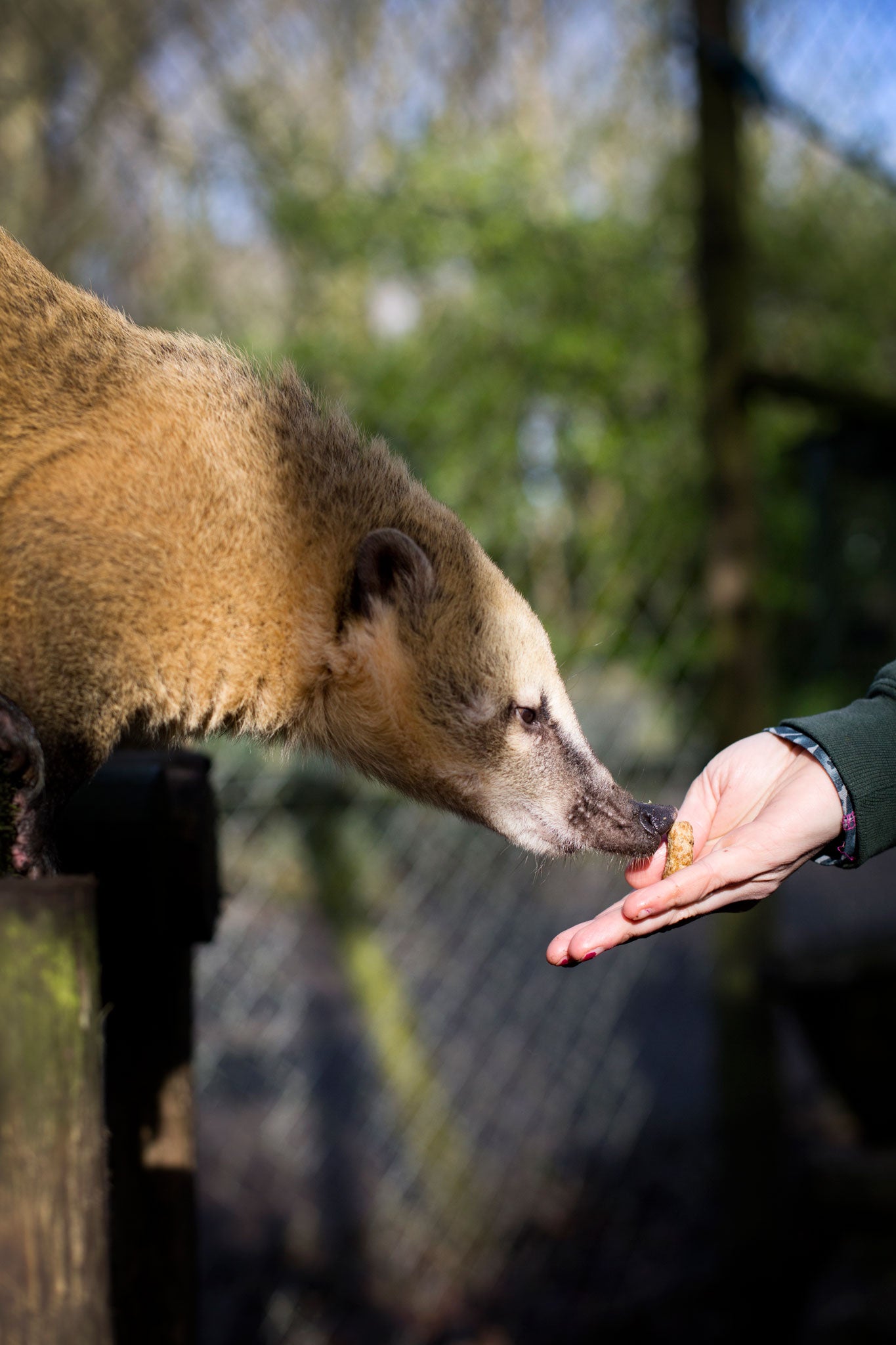 A South American coati sniffs at its food