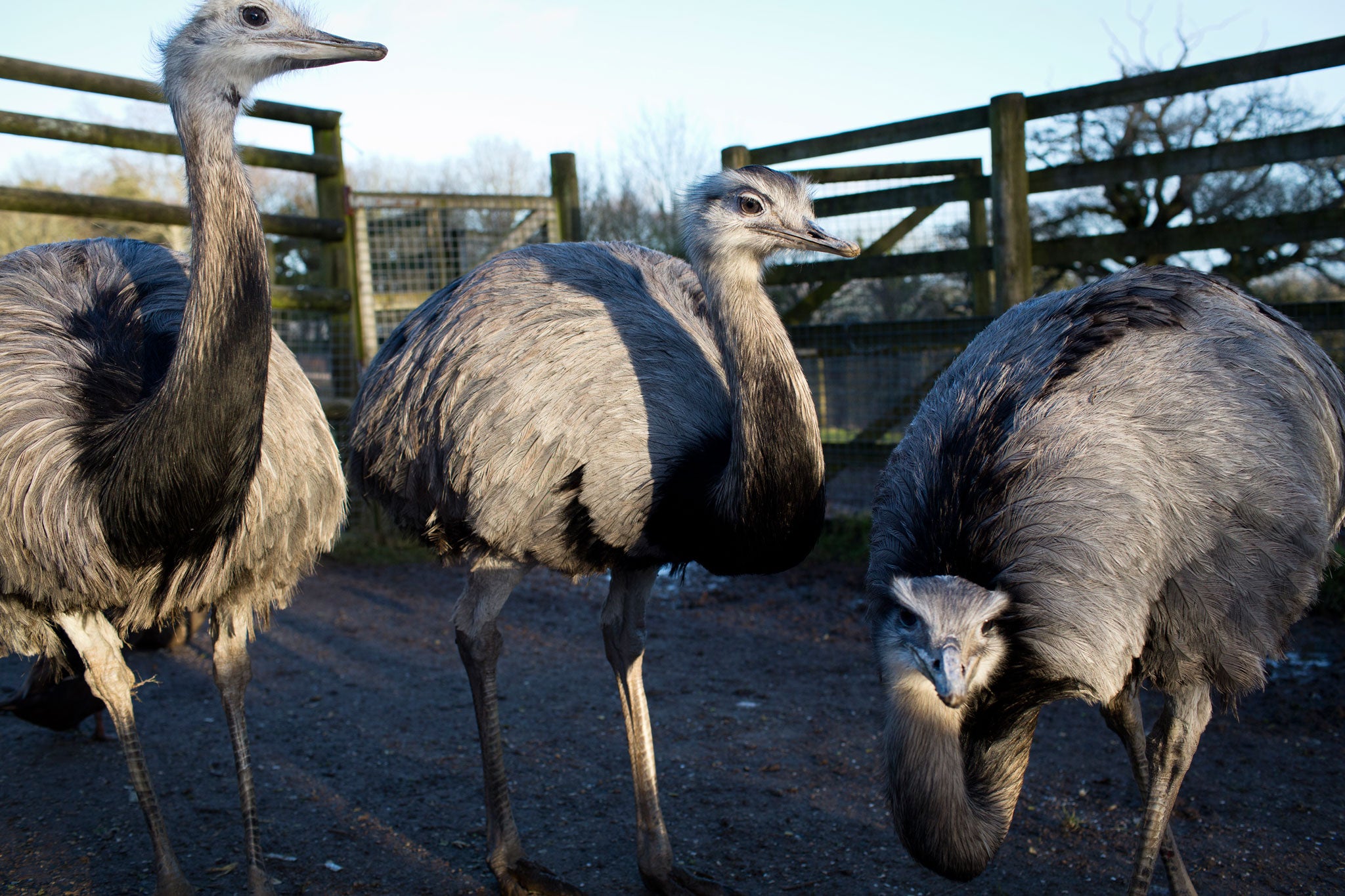 The ostrich-related rheas in their enclosure