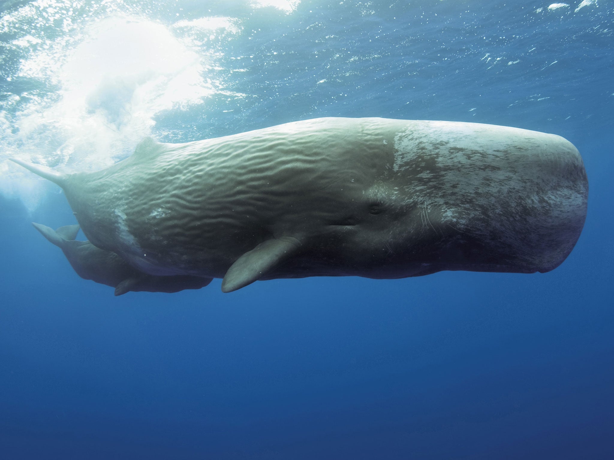 Impressive: A sperm whale with her calf (Rex)