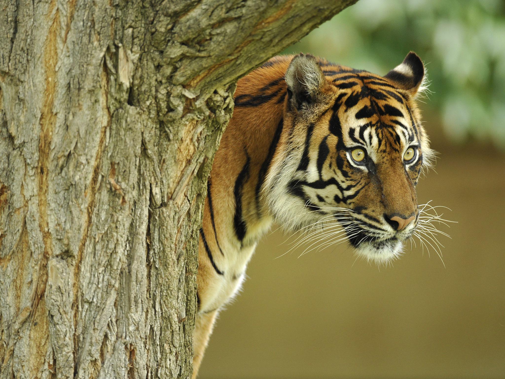 Sumatran tigers are under threat of extinction from hunting, poaching and habitat loss