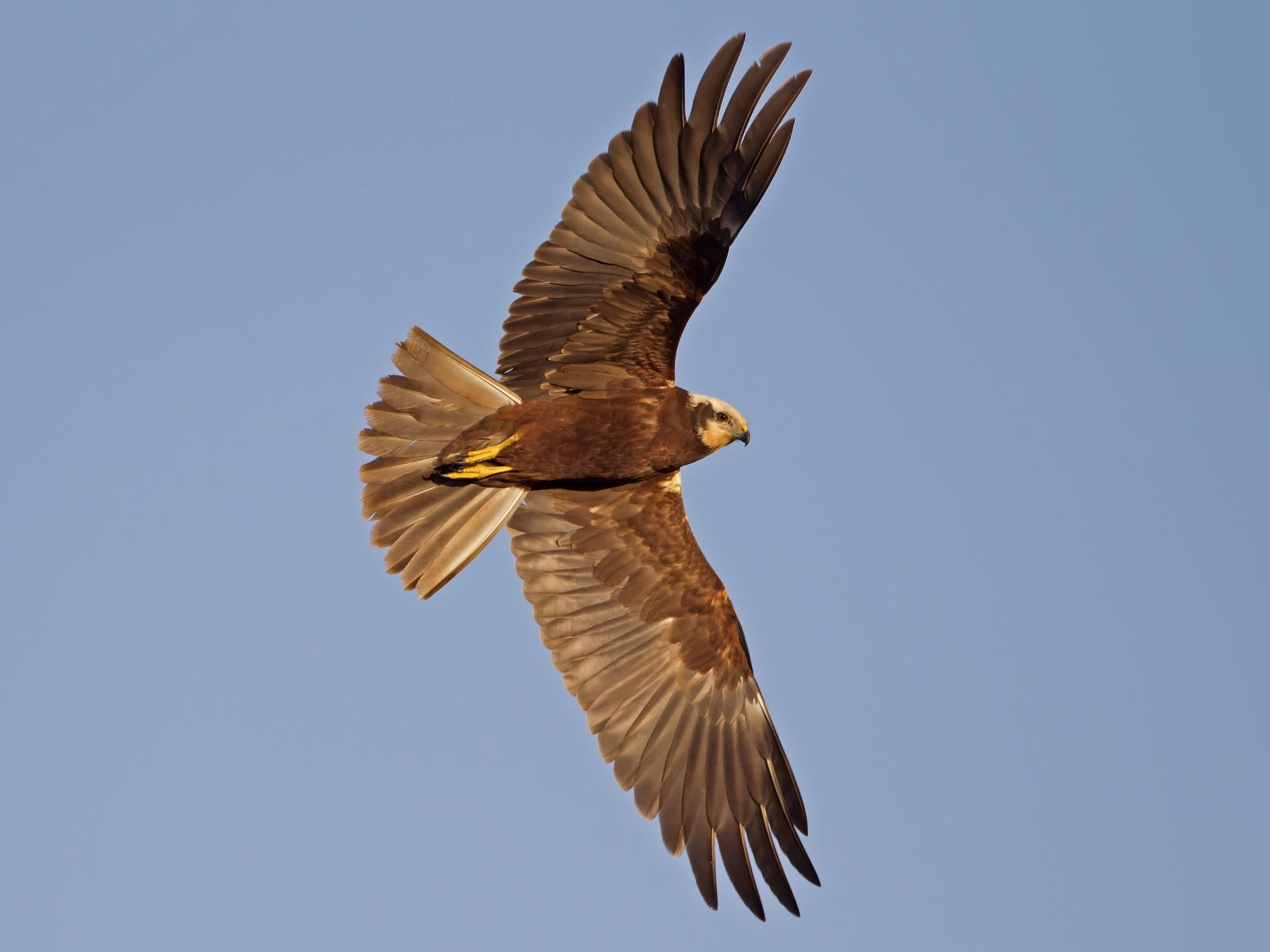 Simon Barnes has seen marsh harriers from his workplace in Norfolk (Rex)