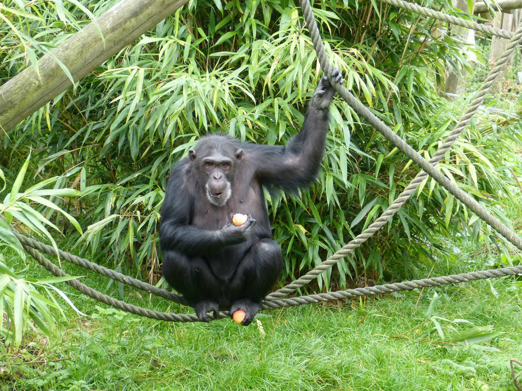 The Dutch chimps changed the way they said 'apples'