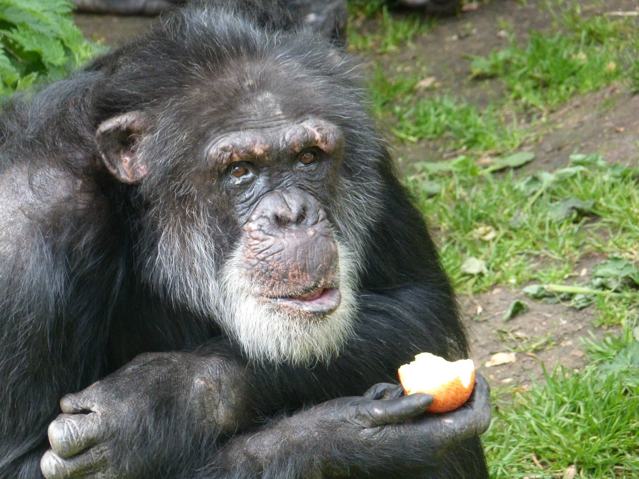 Dutch chimps have started to sound like their Scottish counterparts