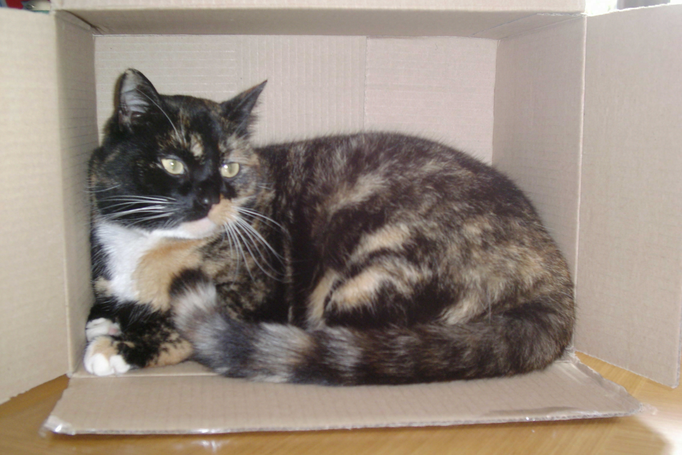 Cat in a box