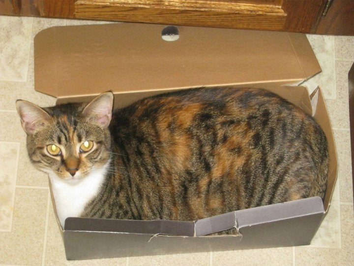 Yet another cat in a box