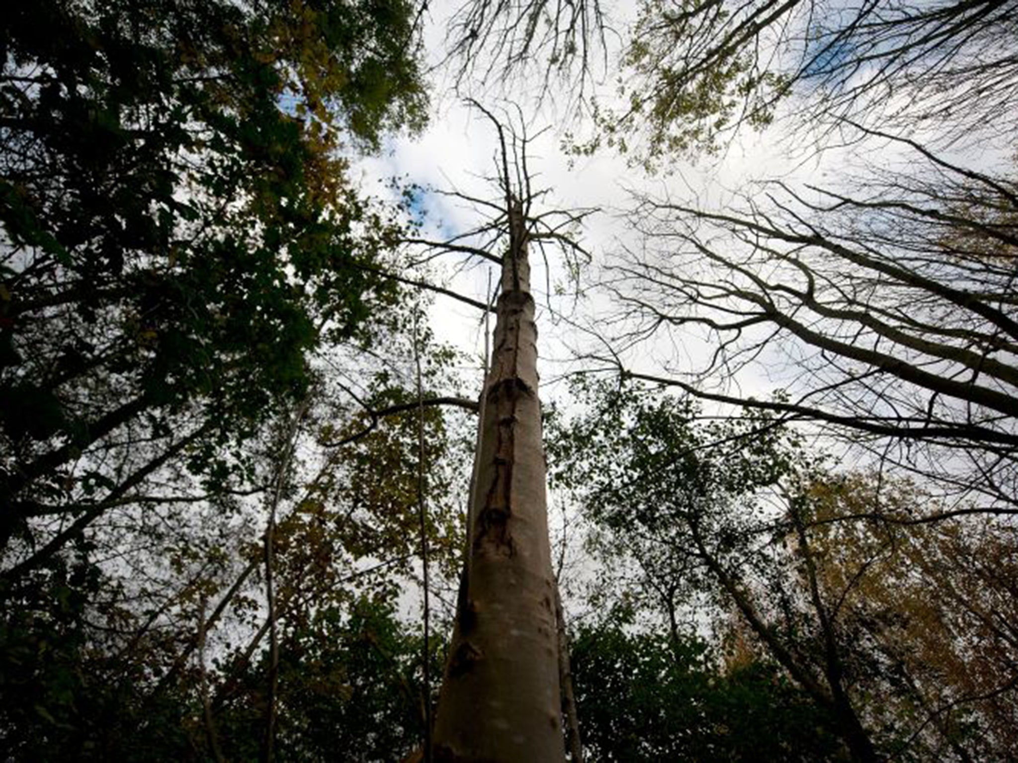 Ash dieback disease arrived in the UK in 2012