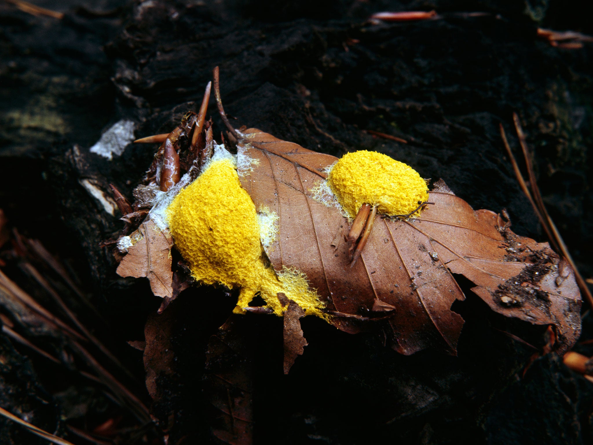 Slime mould responds to light and food, and the electrical signals this creates is translated into moving piano strings