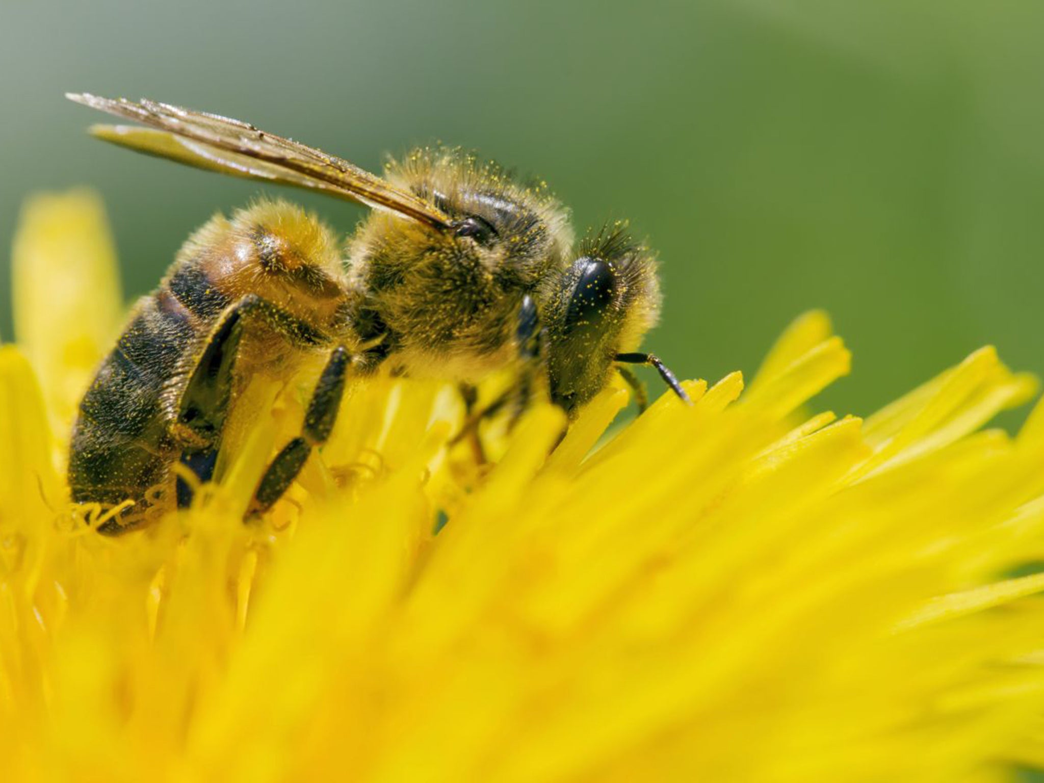 Honey bees need a societal balance for colonies to survive and thrive (Getty)