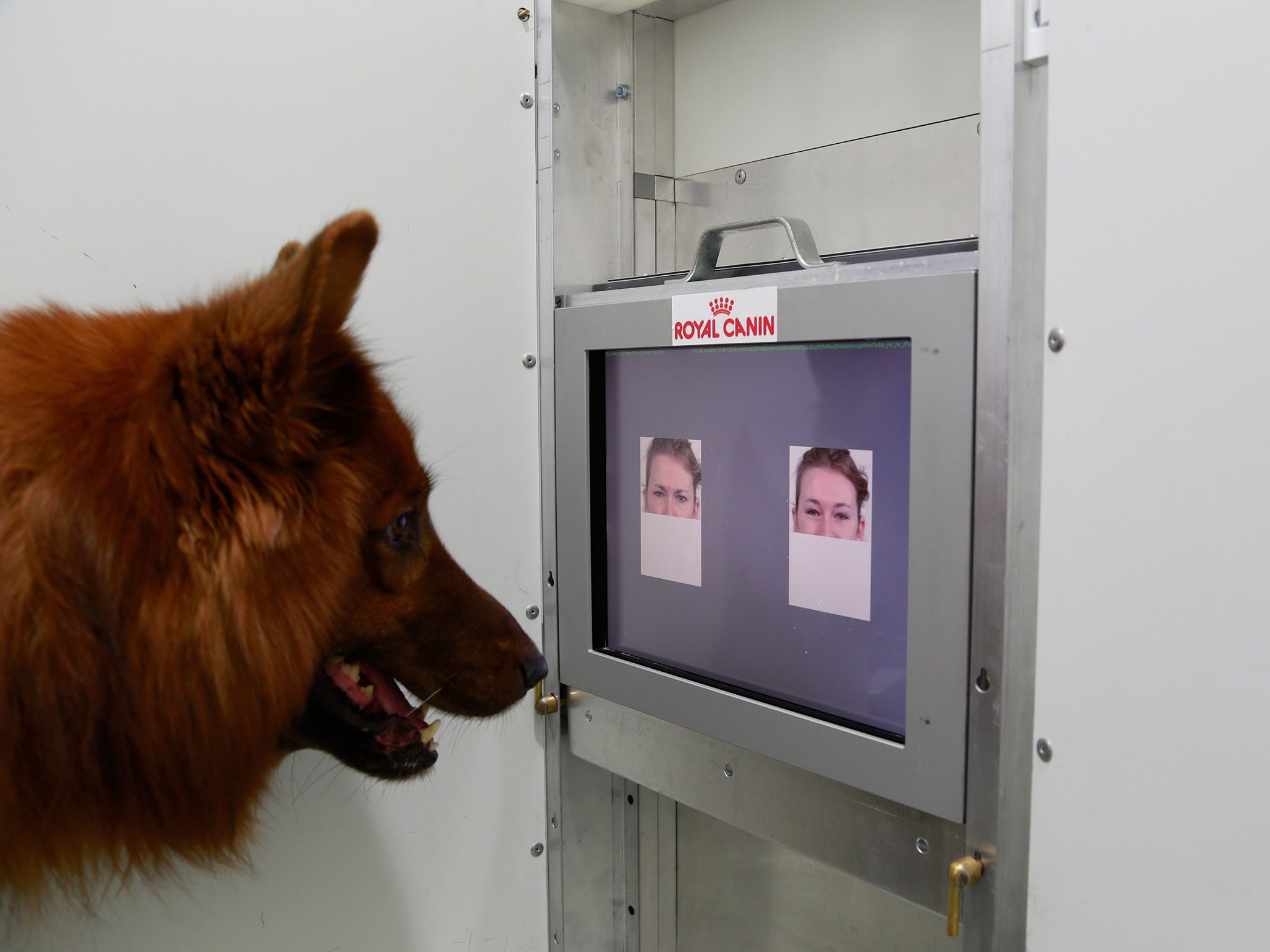 Dogs can tell different human facial expressions