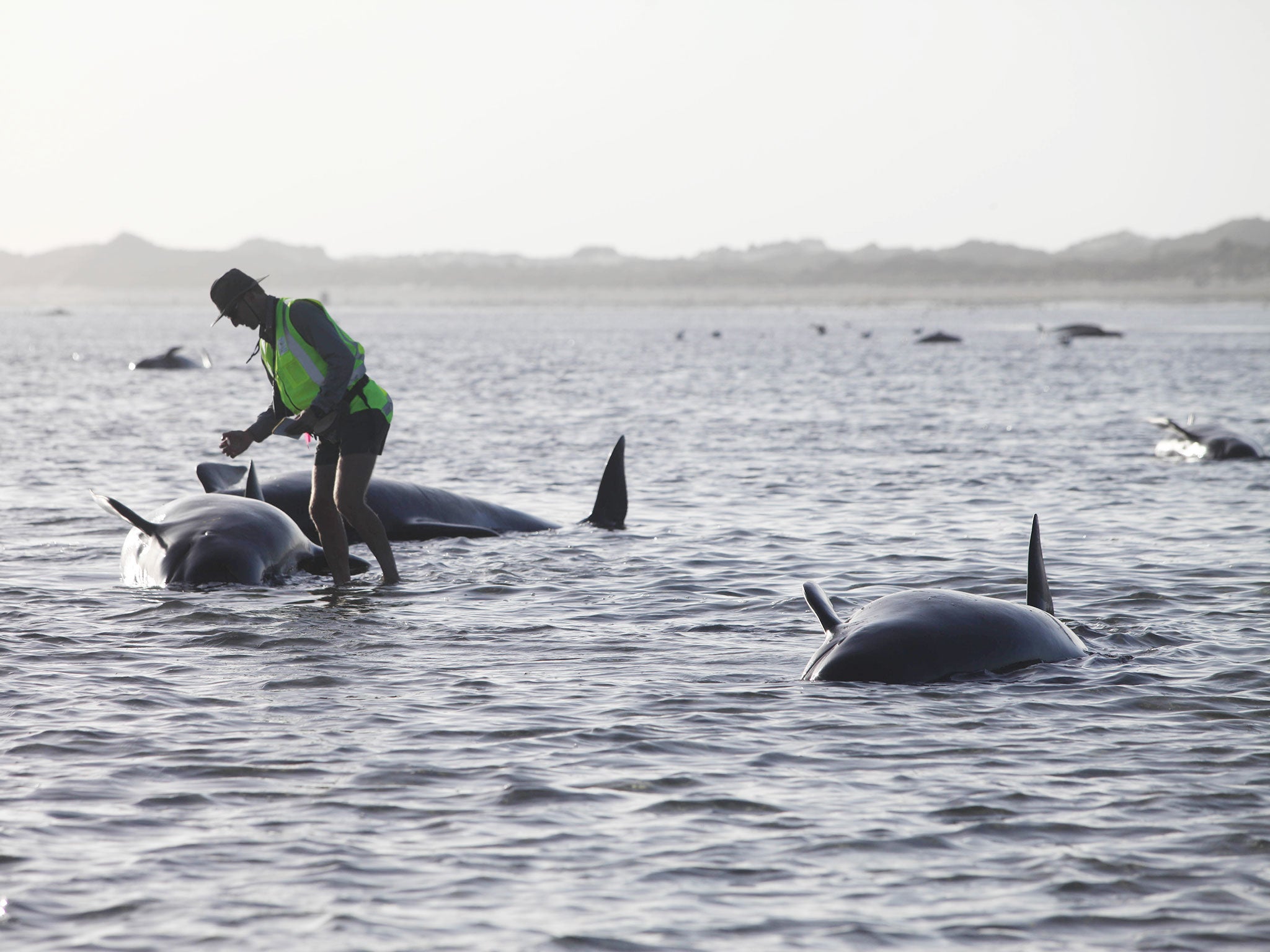 A Department of Conservation worker tends to a whale stranded on Farewell Spit