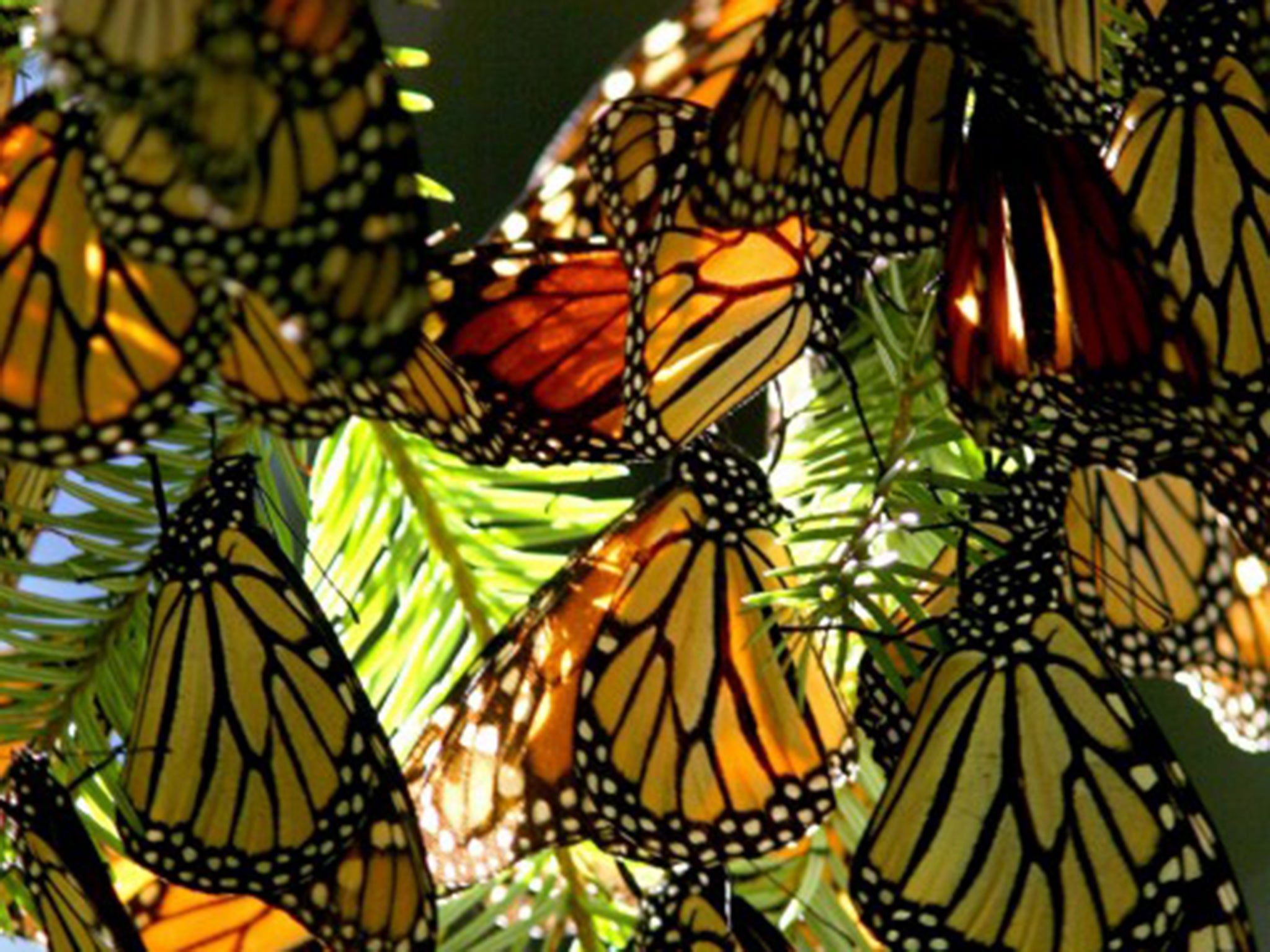 The Monarch Butterfly makes a yearly 4,500 km migration journey from Canada's Great Lakes region to the Mexican states of Mexico and Michoacan