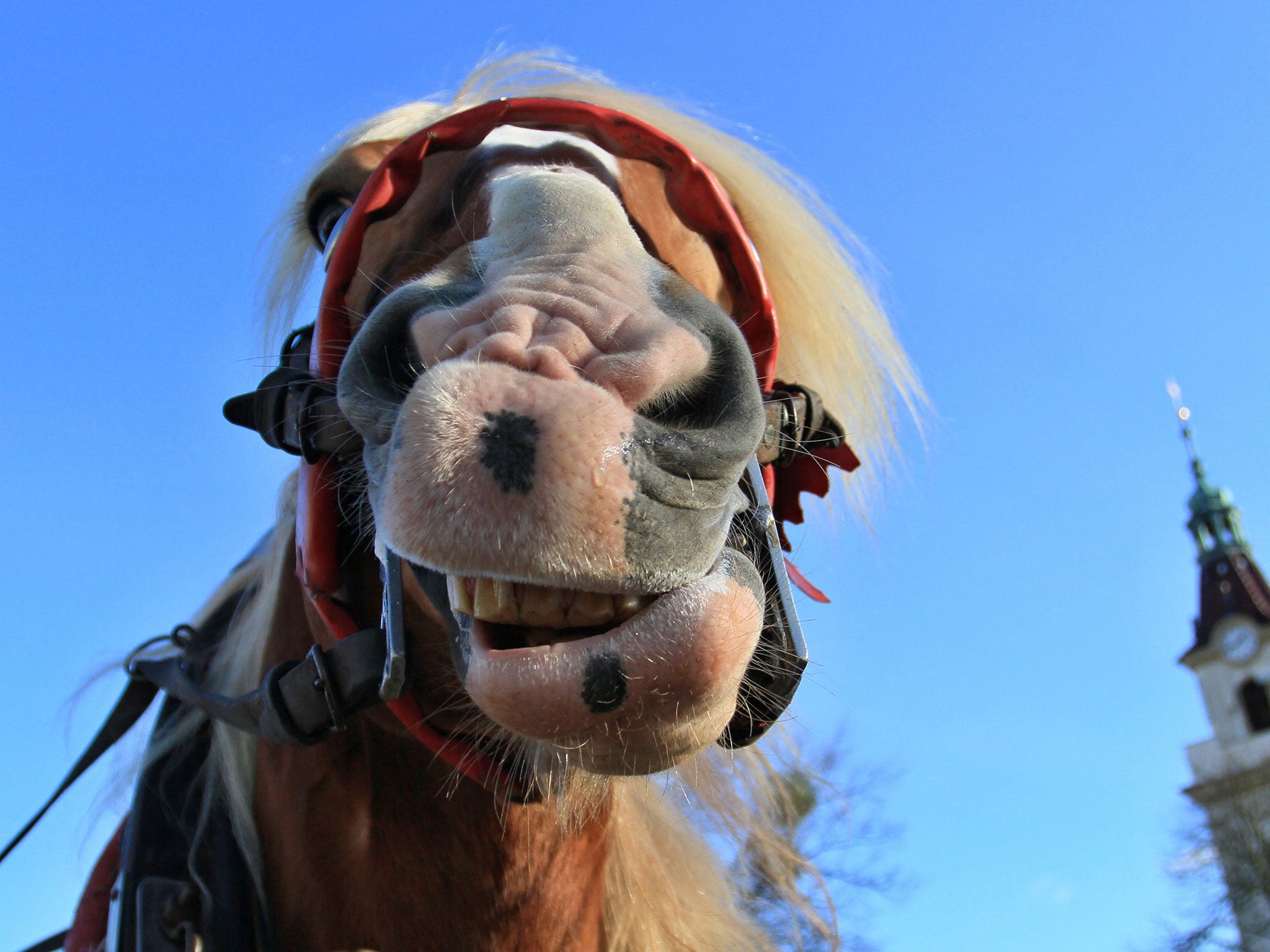 A recent auction saw 31 horses sold for a total of about $435,000 to buyers from Brazil, Canada, Guatemala, the Netherlands and Mexico