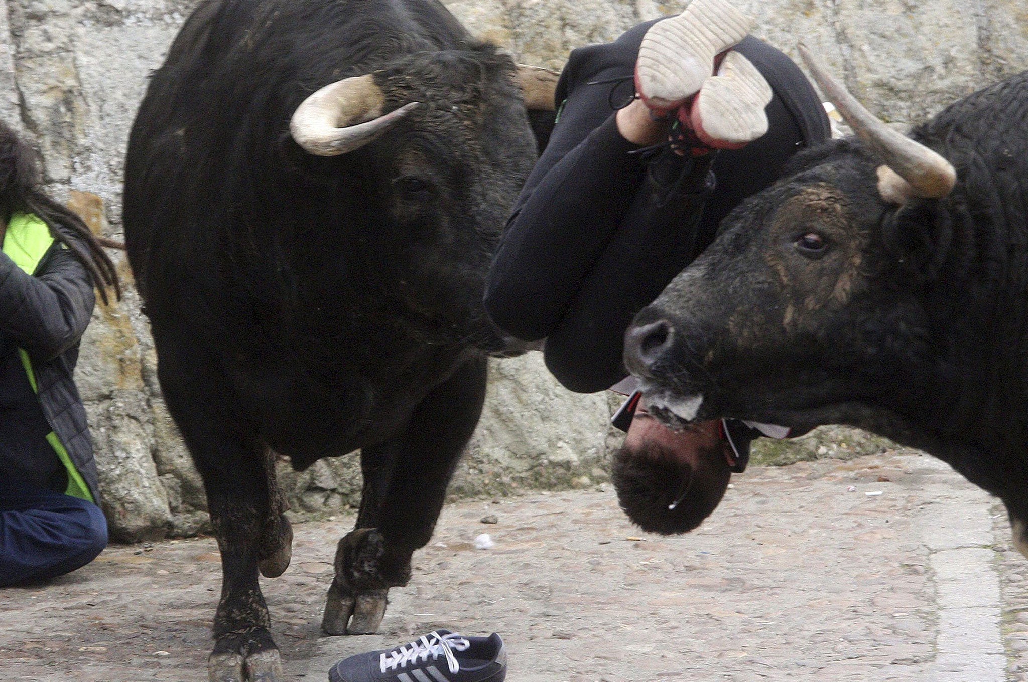 A man is gored by two bulls during an 'encierro' (running of the bulls) on the occasion of the 'Carnaval del Toro' in Ciudad Rodrigo town, Salamanca province, Spain