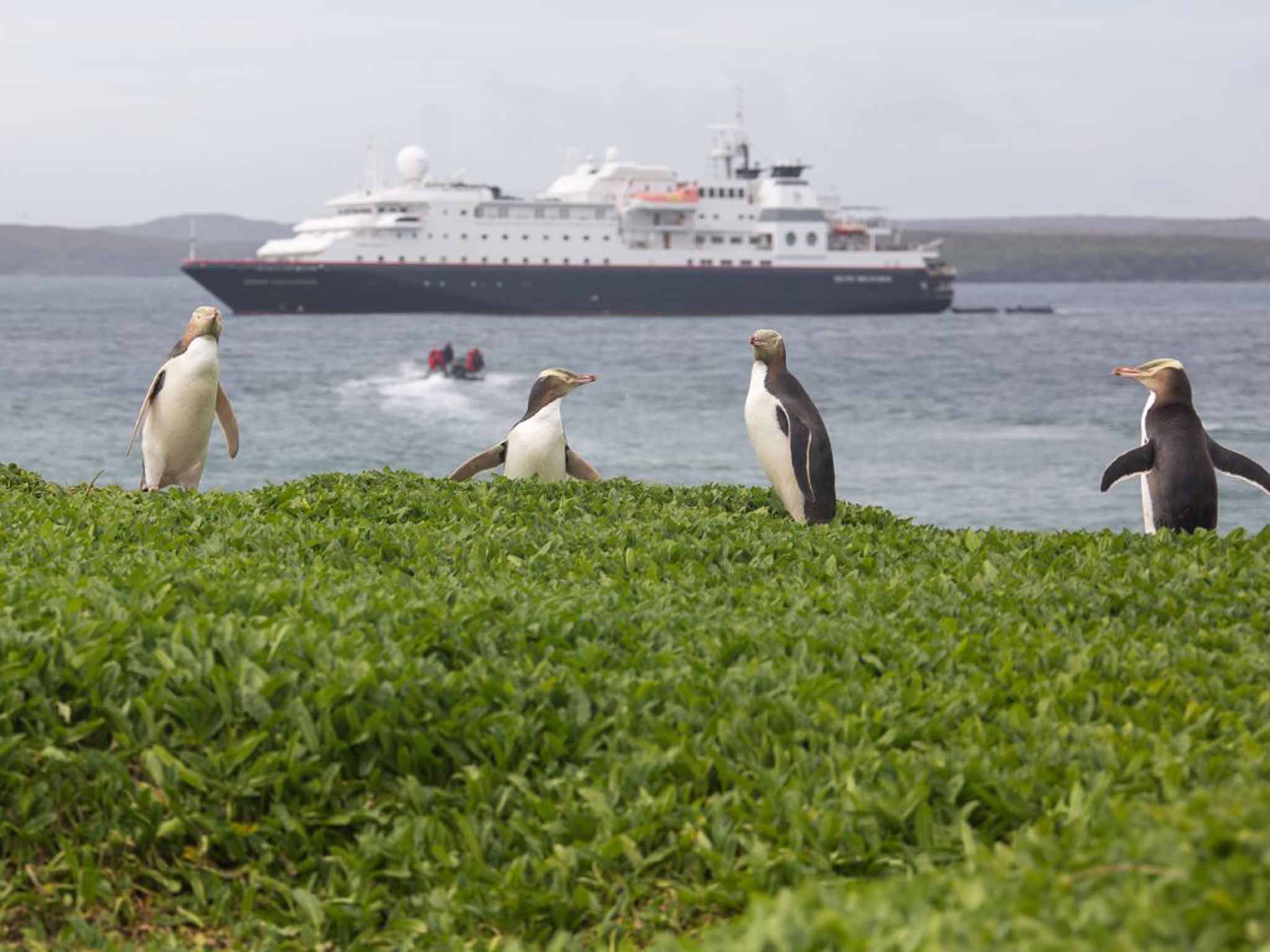 Yellow-eyed penguins and the Silver Discoverer