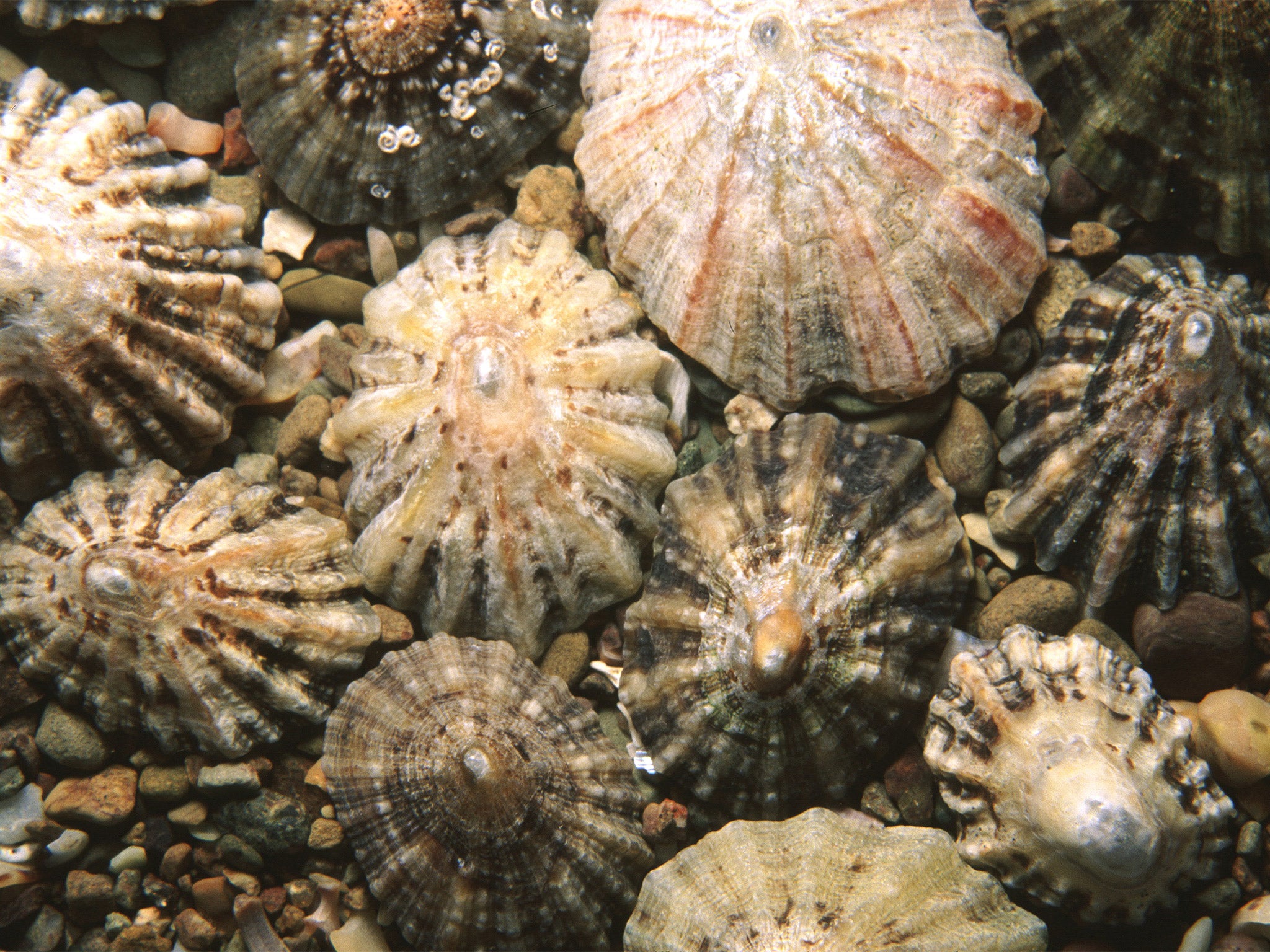 Limpet teeth are as tough as man-made carbon fibre