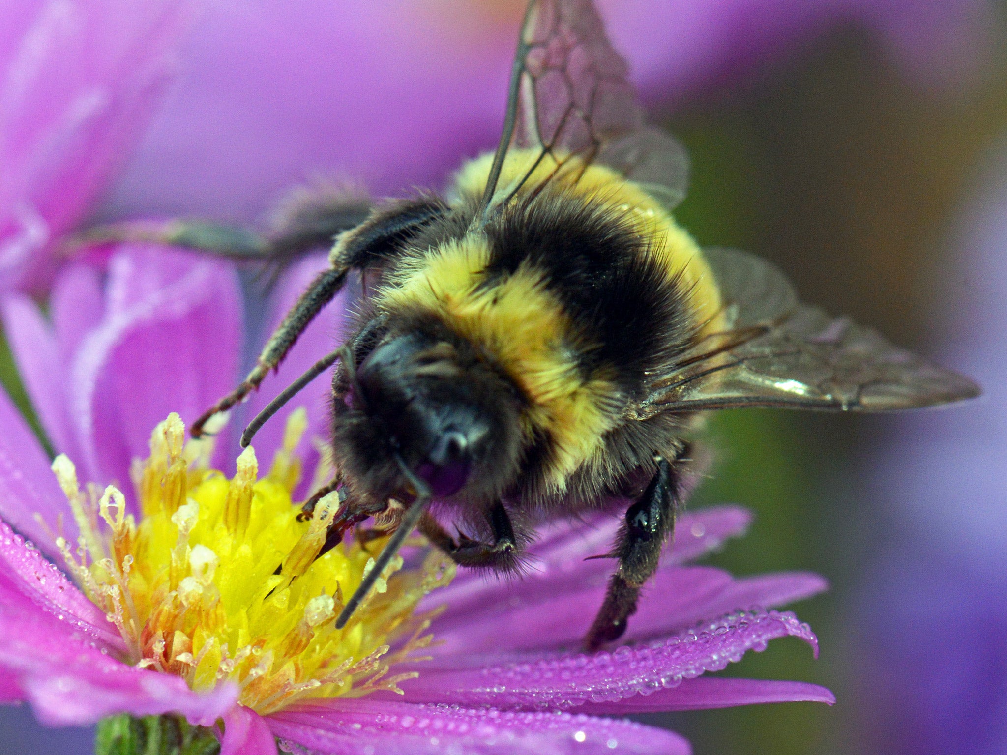 There are around 250 species of bumblebee in the world