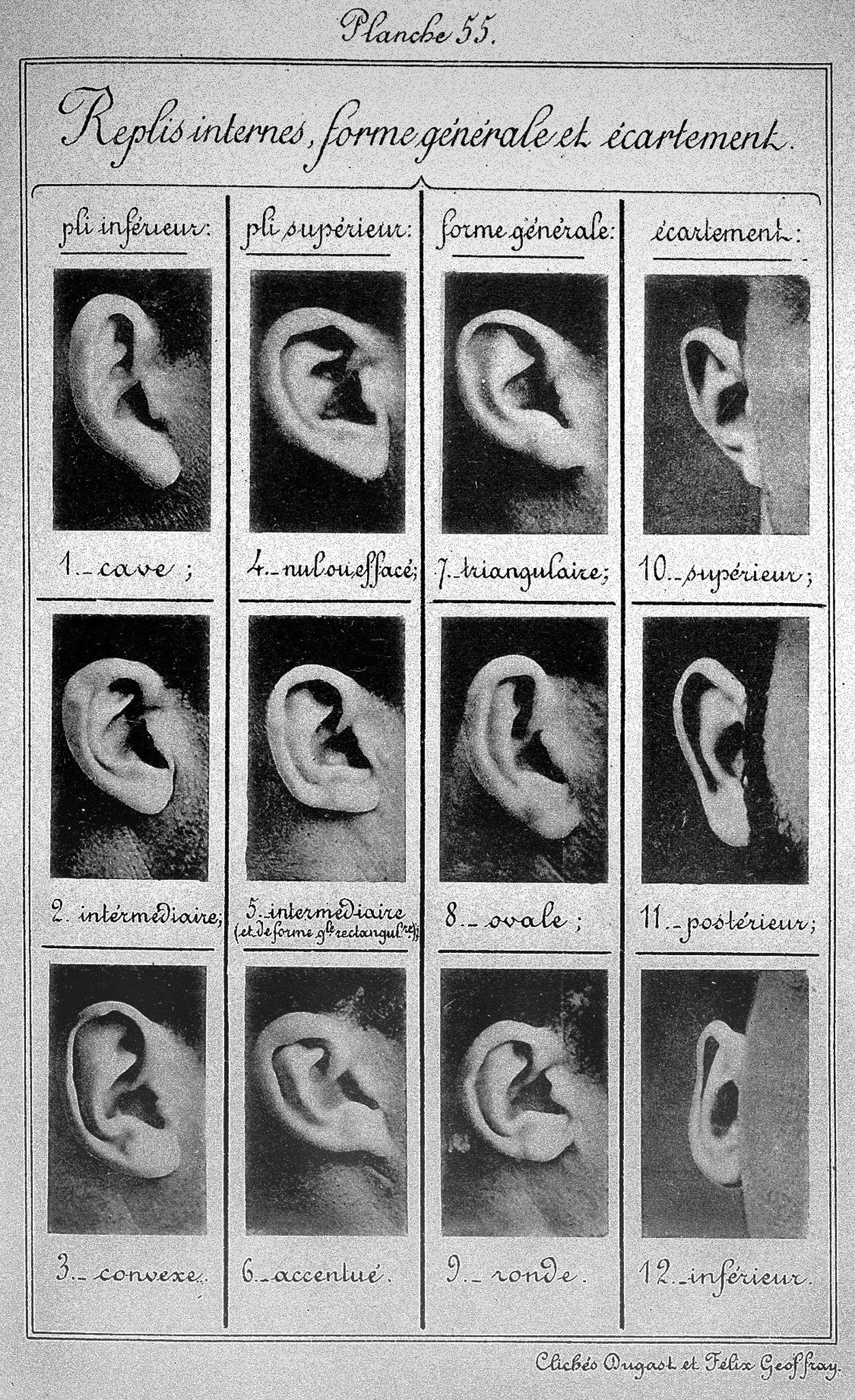 Details from 'Identification Anthropométrique': the ear