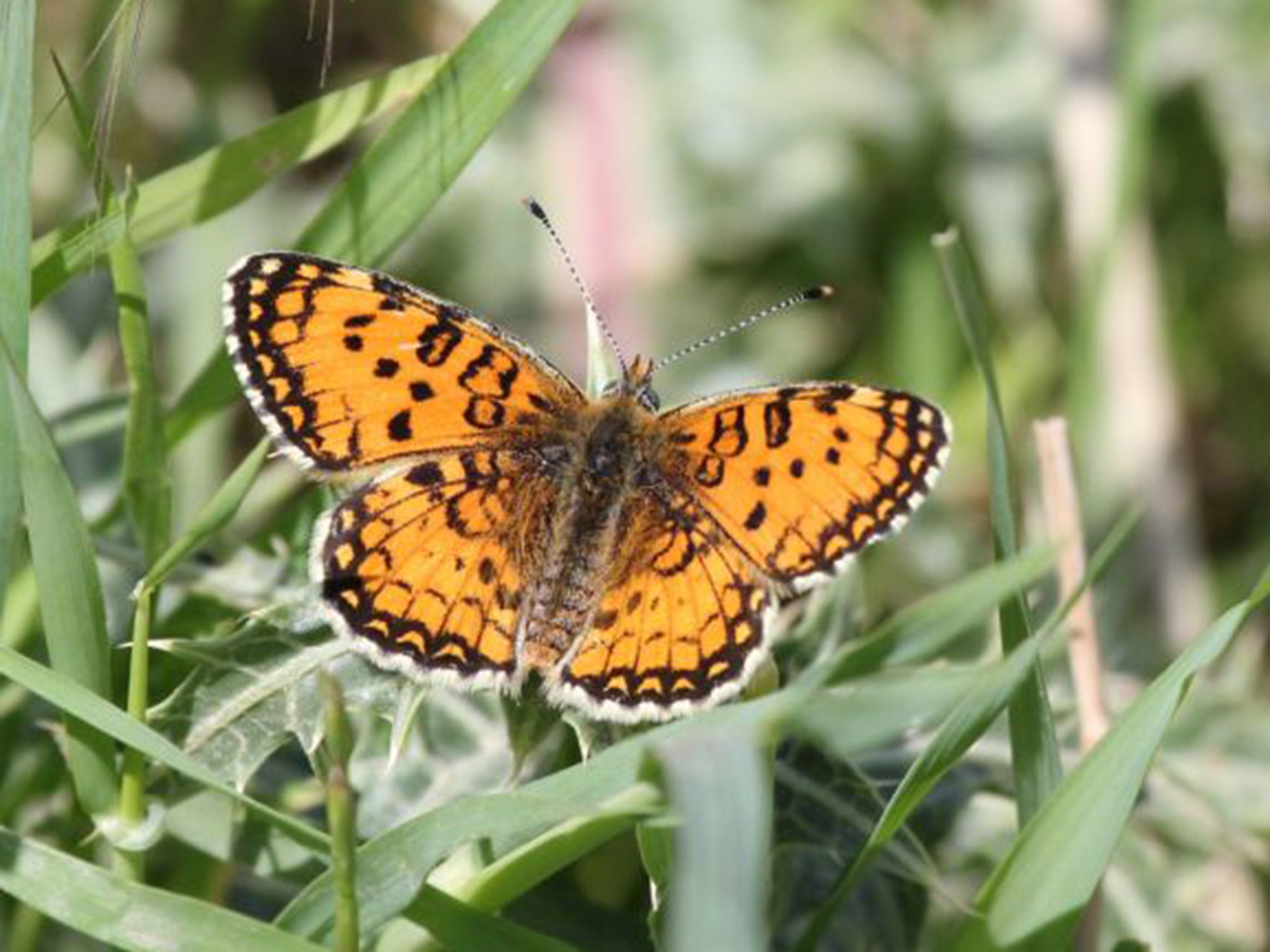 Butterflies, such as the Freyer’s fritillary, offer a vision of future peace in war-torn Kurdistan and Iraq