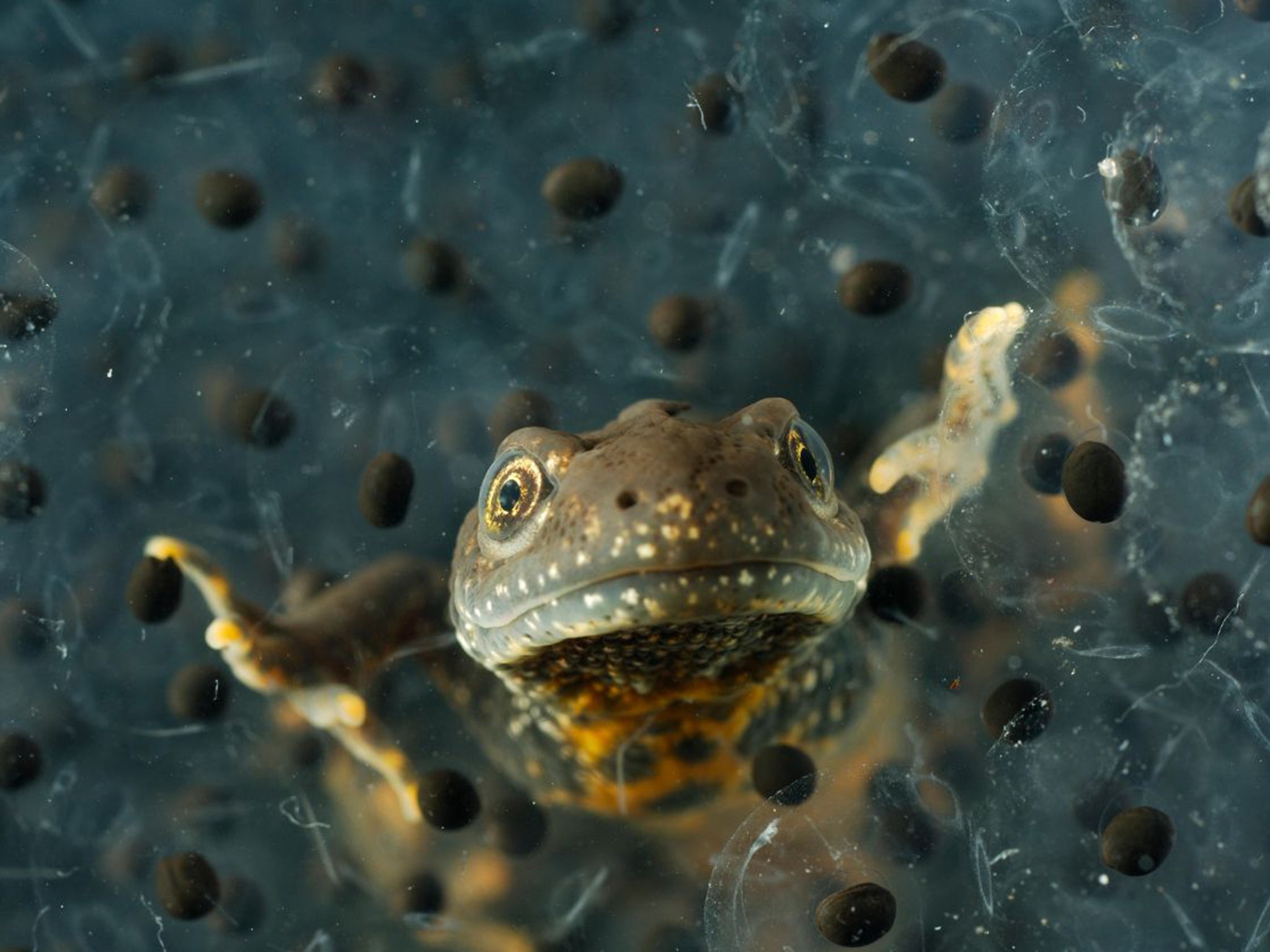 Protected great crested newts have, so far, delayed construction by a year