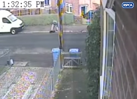 A man is caught on CCTV punching his dog in Norwich