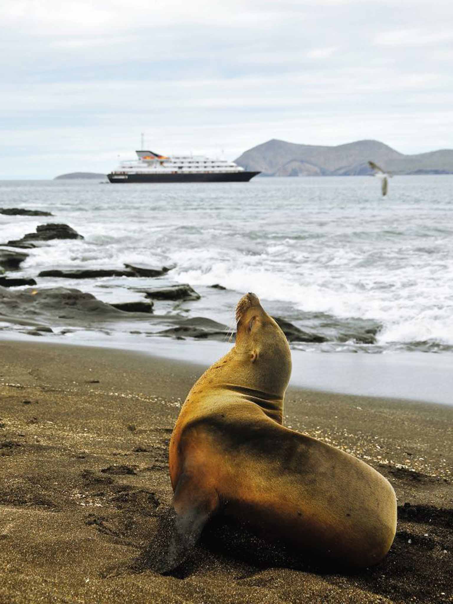 Warm welcome: A sea lion and Silversea's Silver Galapagos