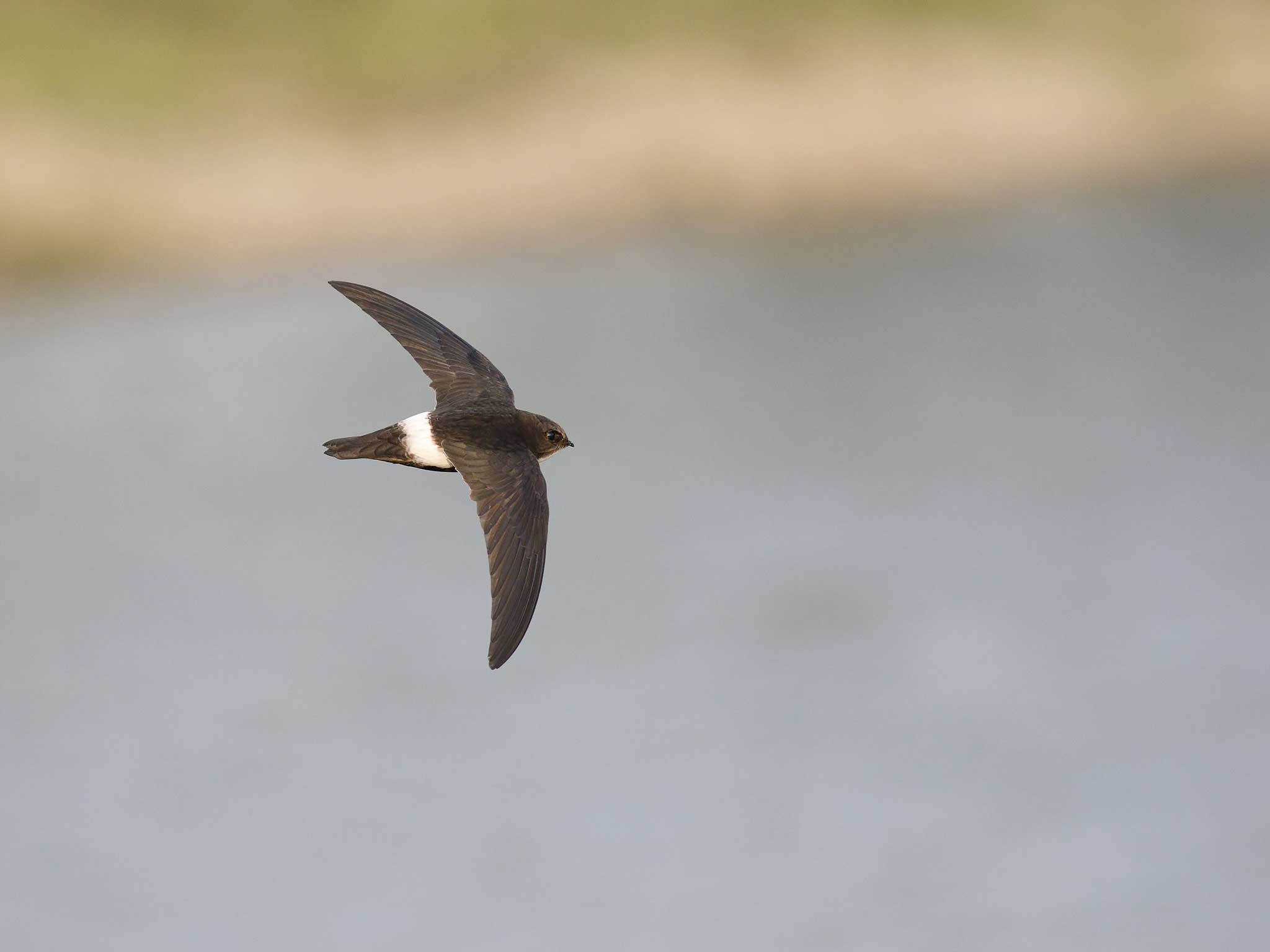 A swift, one of the birds whose name has been changed in Swedish