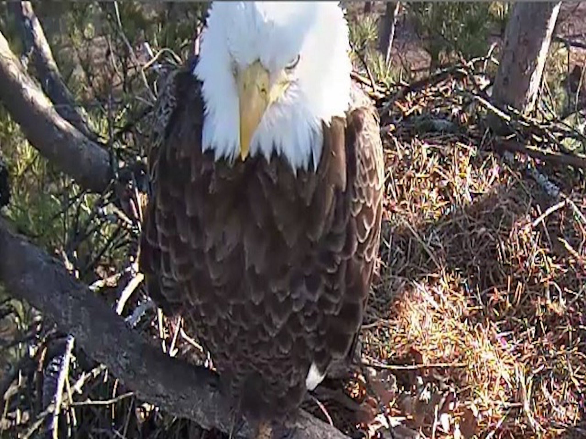 The Berry College eagles have become a sensation