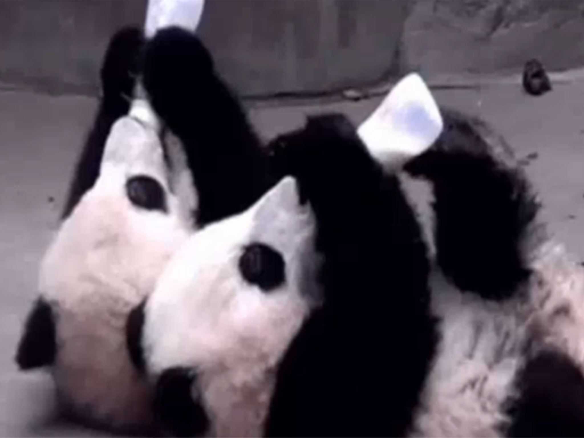 Baby pandas have a drink over New Year