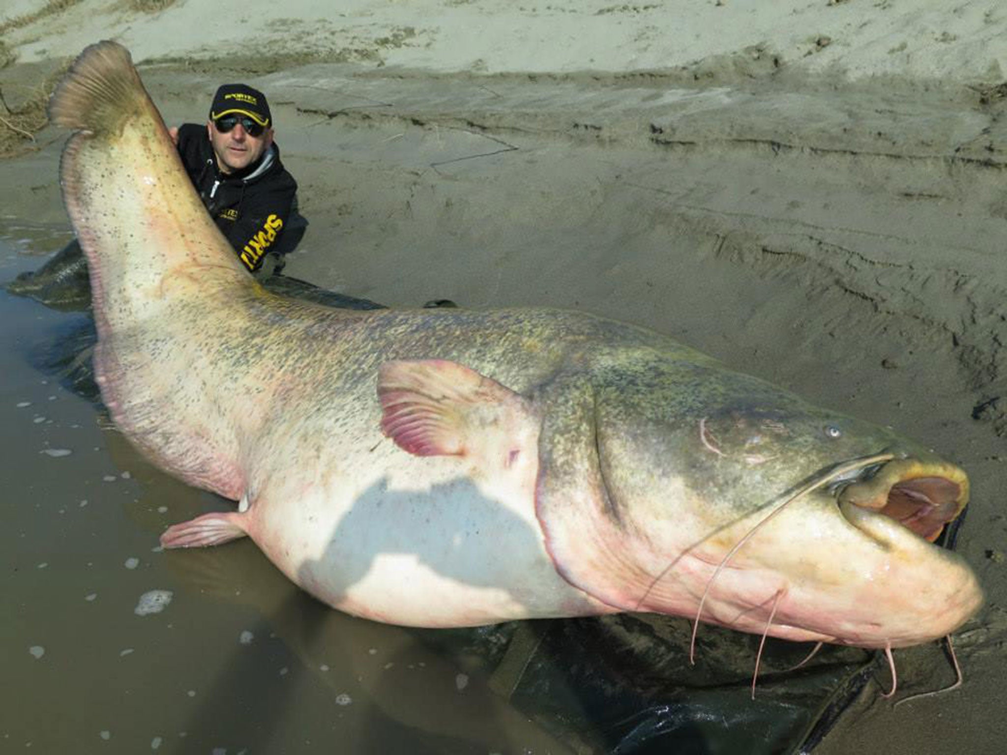 Dino Ferrari with the enormous 20 stone catfish. Picture: Sportex Italia