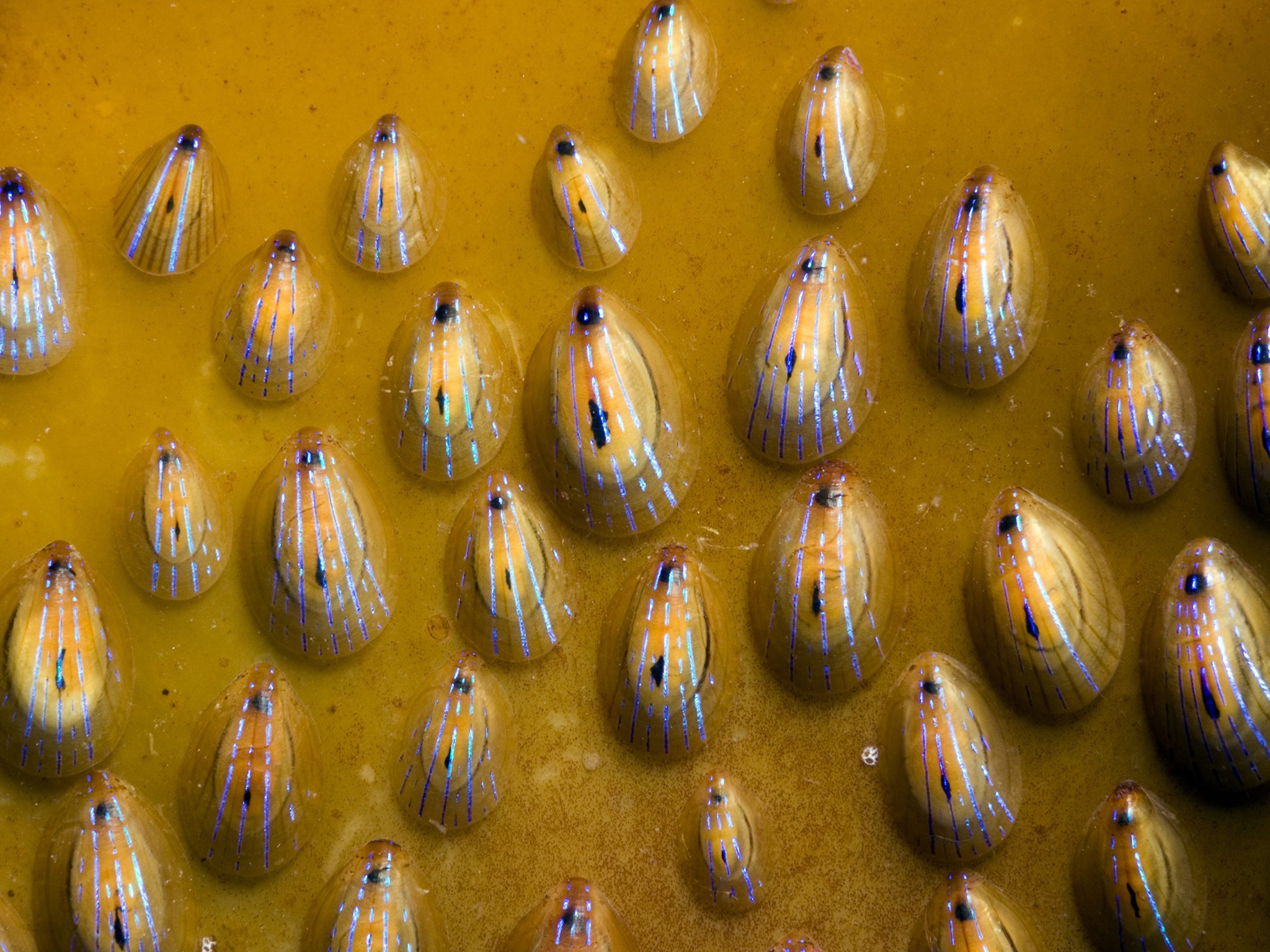 Blue-rayed limpets (Helcion pellucidum) on sea kelp (Laminaria hyperborea)