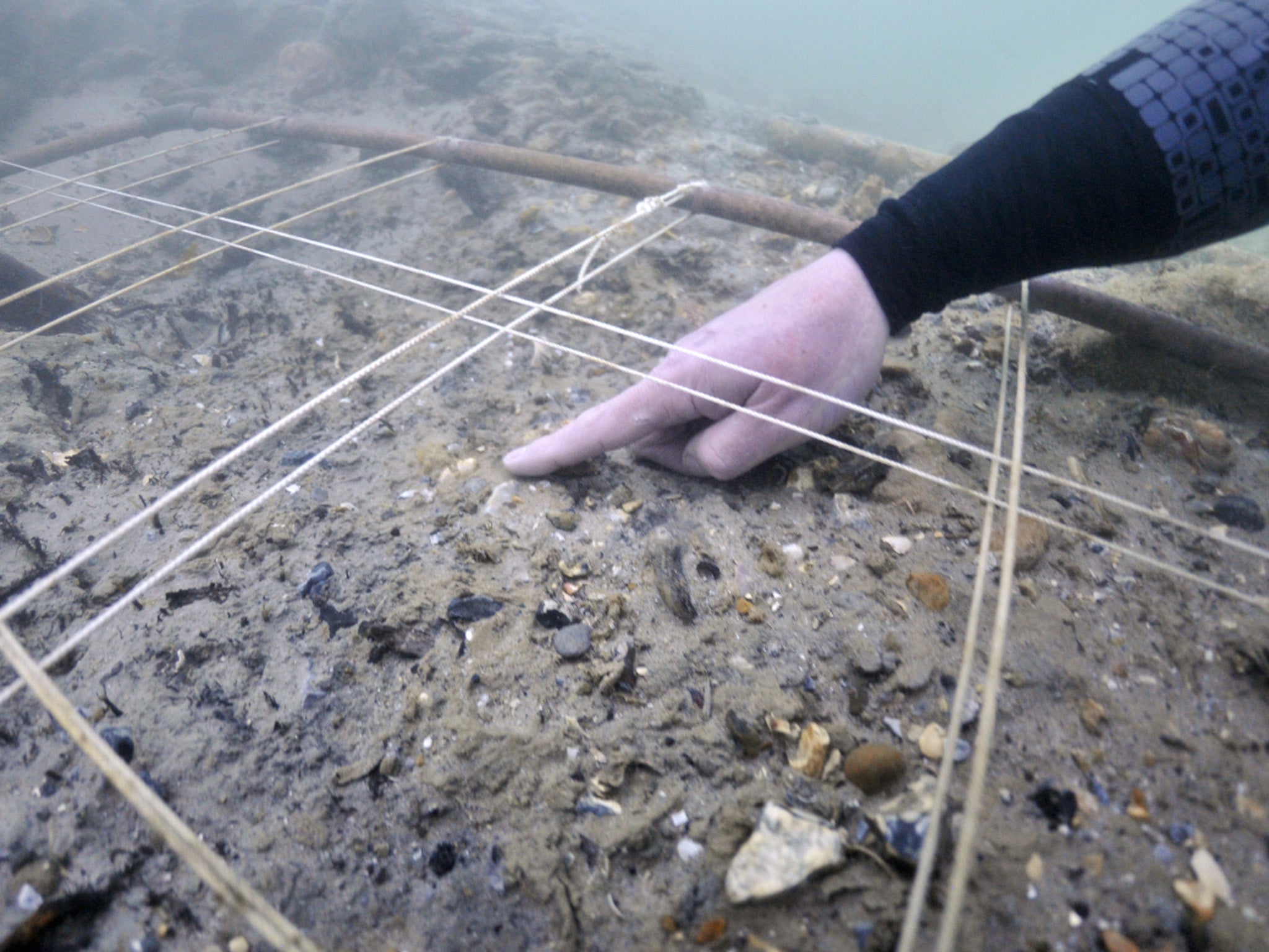 Garry Momber, Director of the Maritime Archaeology Trust says that it is "one of the richest collections of pre-Neolithic worked timbers ever found in Britain or elsewhere in Europe"