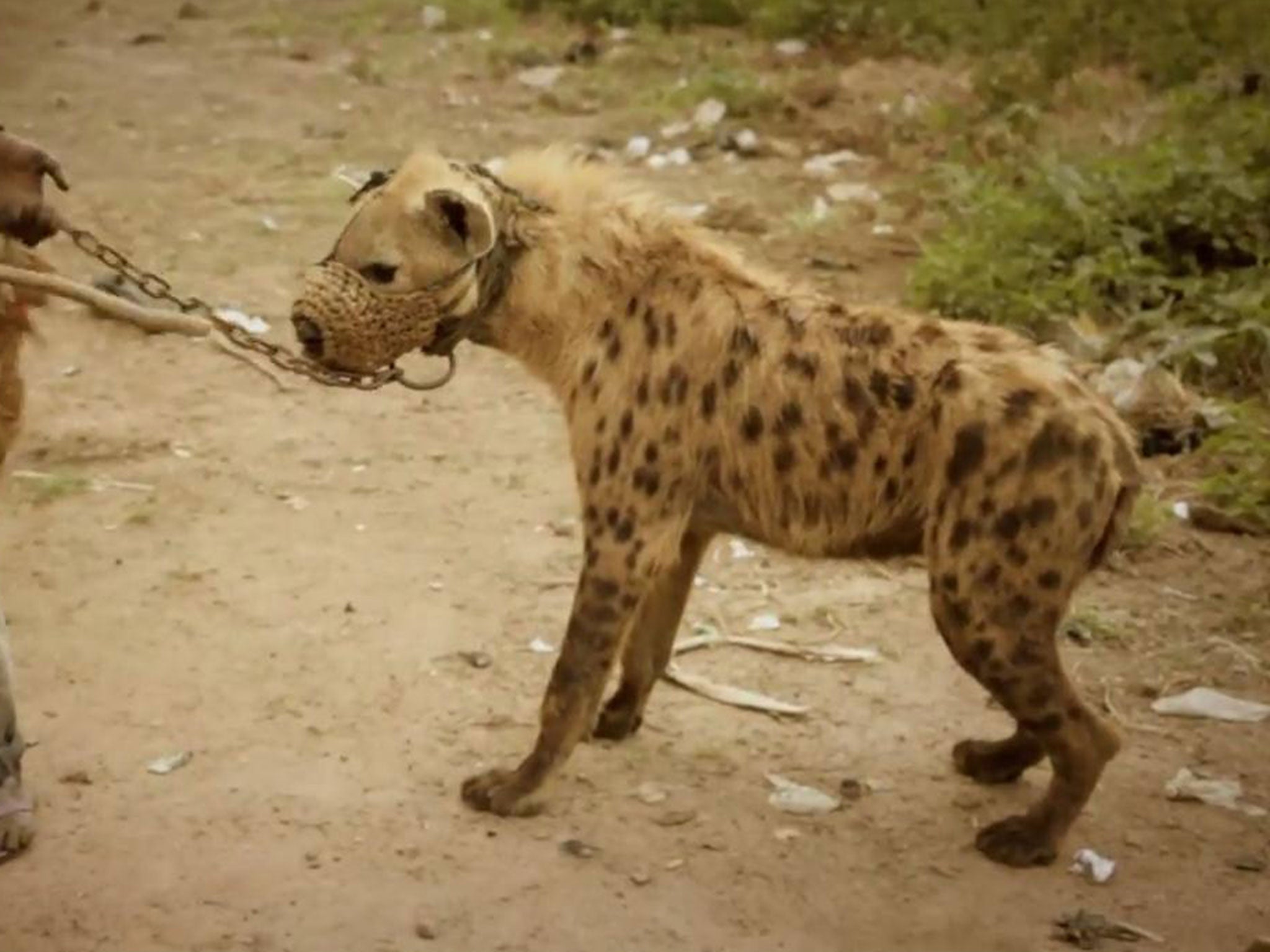 The hyenas are kept chained and muzzled. Picture: Journeyman Pictures