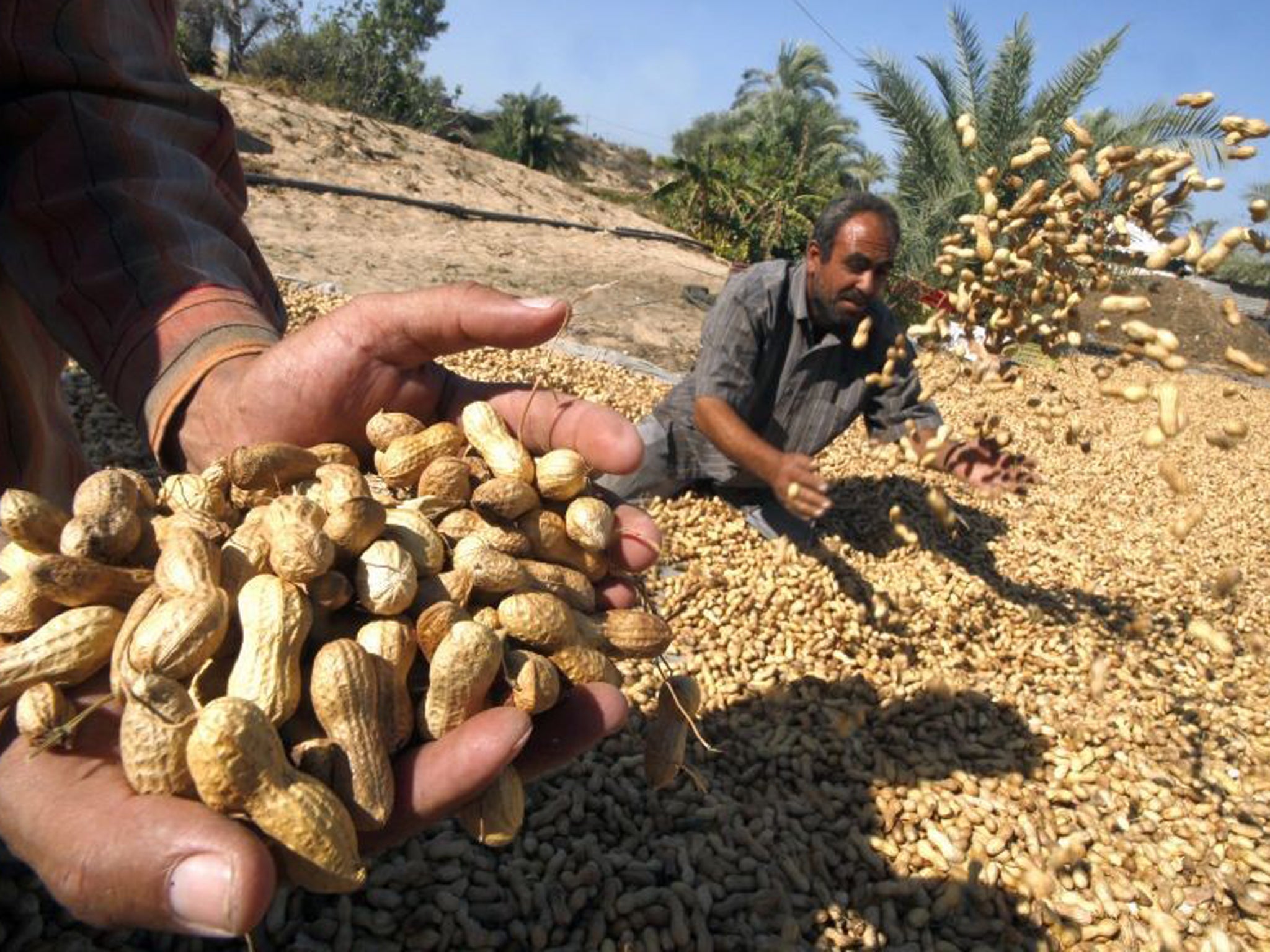 This study is the first time that scientists have looked at peanut consumption in different racial groups at the lower end of the socioeconomic scale (AFP)